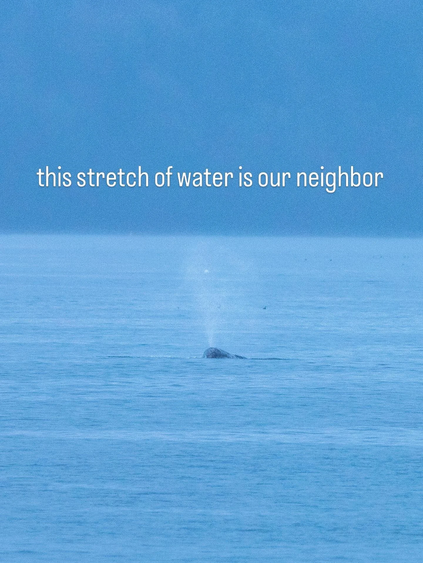 GRAY WHALE 😍🐋💕💕💕💕

We saw a gray whale in West Seattle on Tuesday!! 

Shout out to the folks running the Salish Wildlife Watch Responsible Recreation chat for the alert. 

We love you and we love whales. 🐋