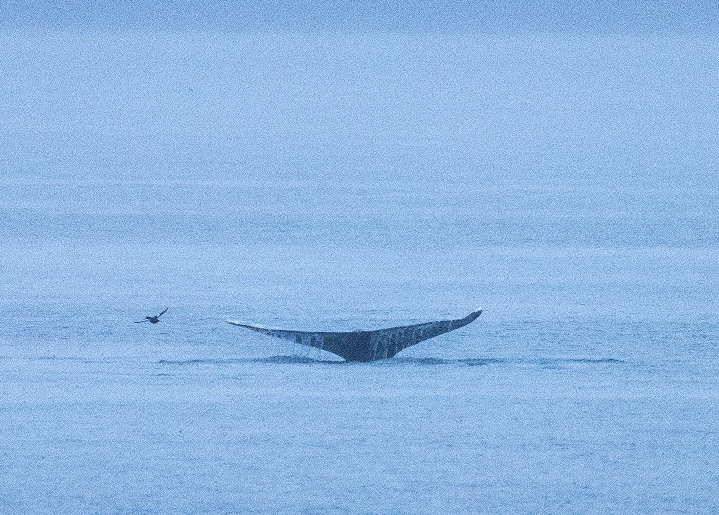 Seattle Naturalists’ Event Roundup: March 30th to April 5th