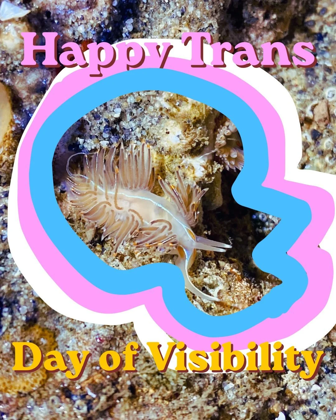 Happy Trans Day of Visibility 🩵🩷🤍🩷🩵

Visibility matters because existence matters. Nature shows us that diversity isn&rsquo;t an exception. It&rsquo;s the blueprint.

Nudibranchs are basically living rainbows. Sea slugs are both male and female.