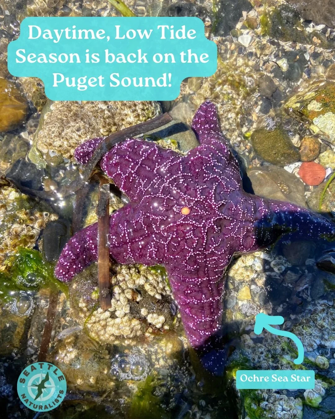 Daytime low tide season is back on the Puget Sound!!

Mark your calendars for April 18 to 22, May 16 to 21, June 12 to 18, June 29 to July 1, July 11 to 16, and August 9 to 13

The most extreme lows hit May 18 and June 15

Move gently, look closely, 