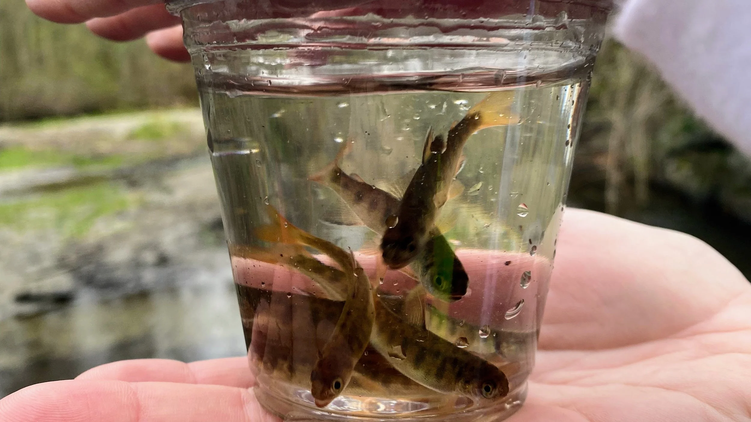 Seattle Naturalists’ Event Roundup: April 6th - April 12, 2026