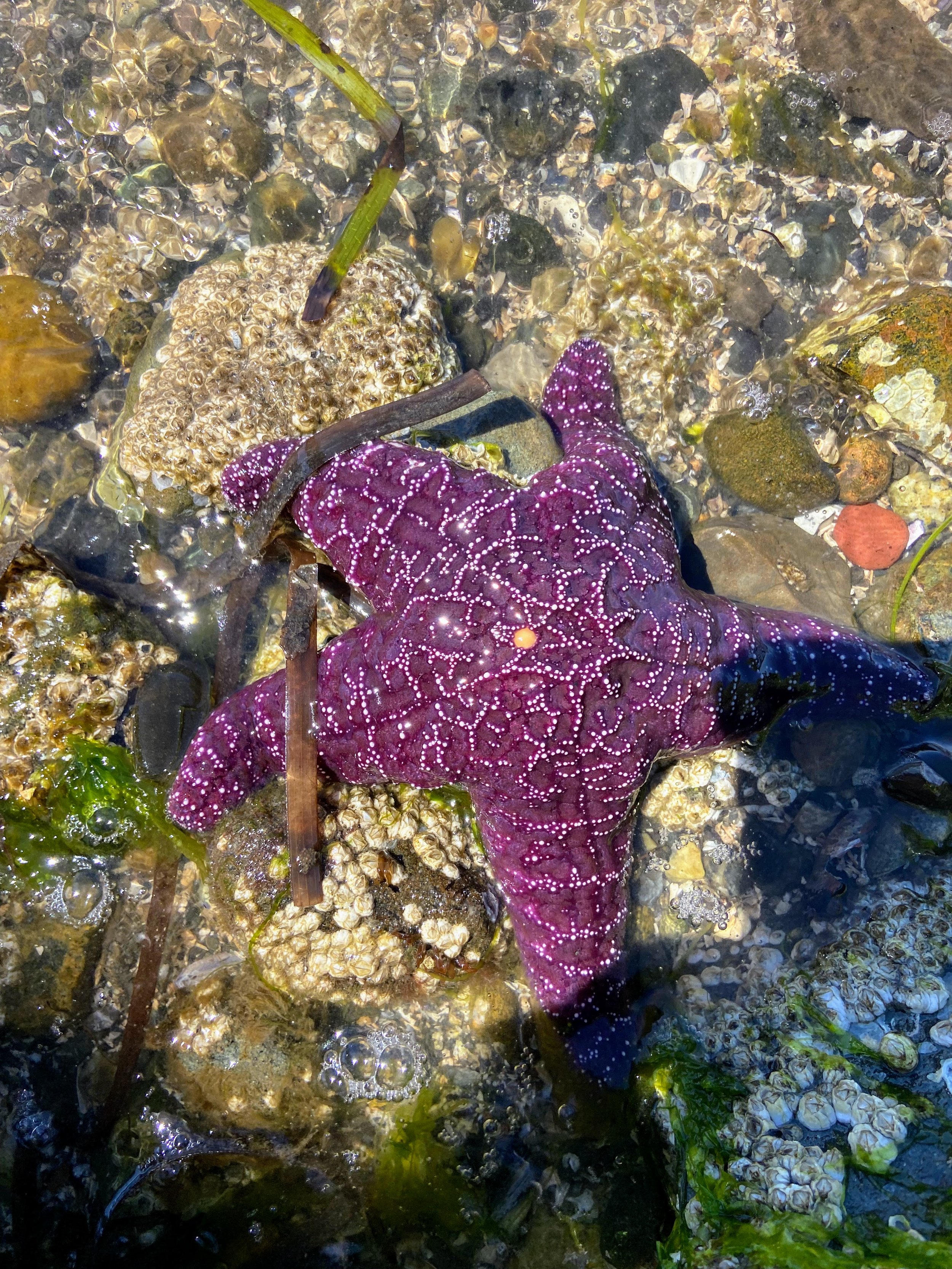 Daytime Low Tide Season is Back!!
