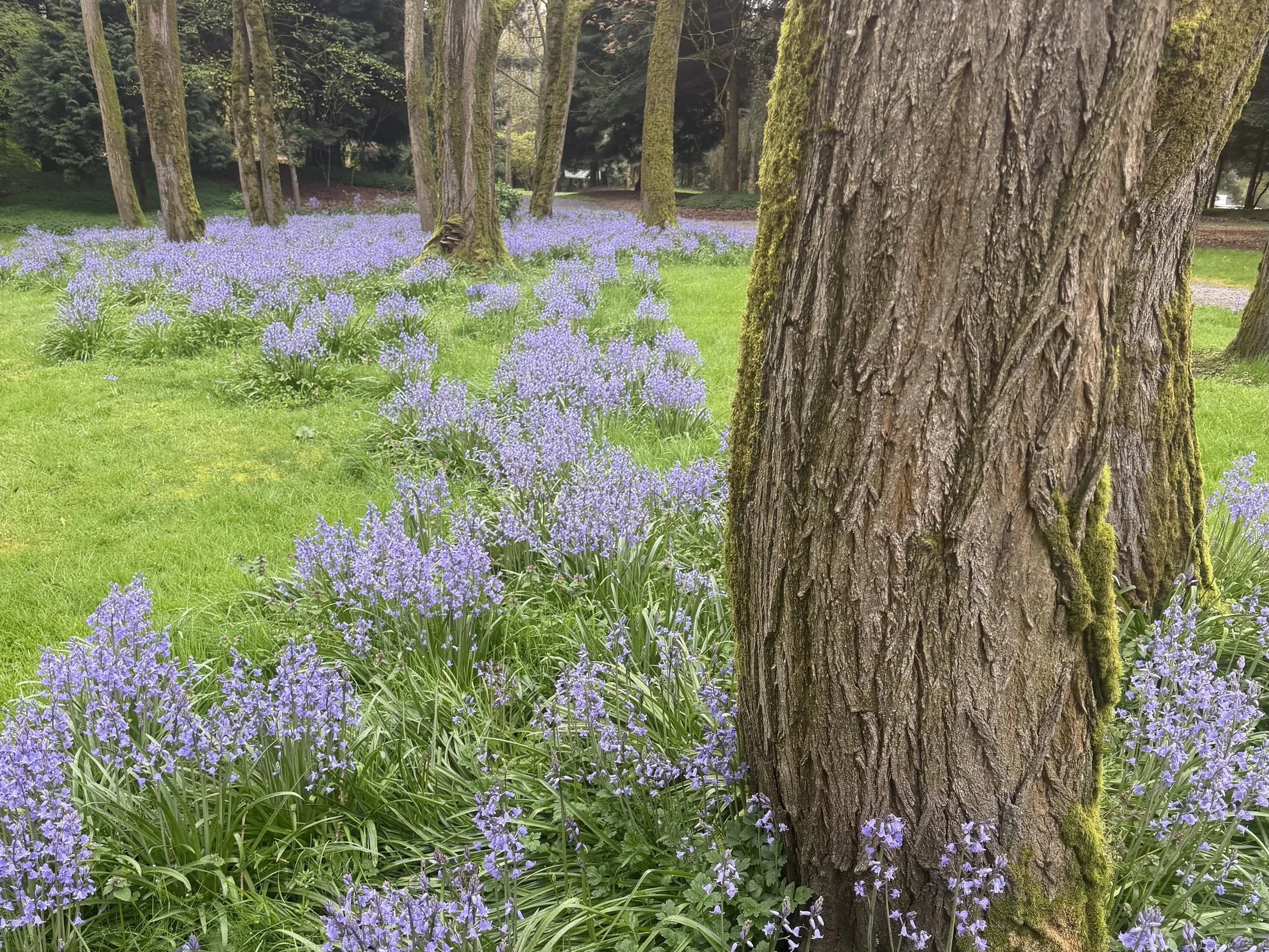 Seattle Naturalists’ Event Roundup: April 13th - April 19, 2026