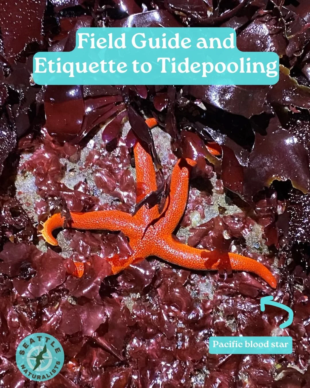 The PNW intertidal zone is one of the most biodiverse places you can learn about. 

Whether you&rsquo;re heading to Golden Gardens, Seahurst Beach, or Dash Point, explore with responsibility. Check NOAA tide charts at tidesandcurrents.noaa.gov before