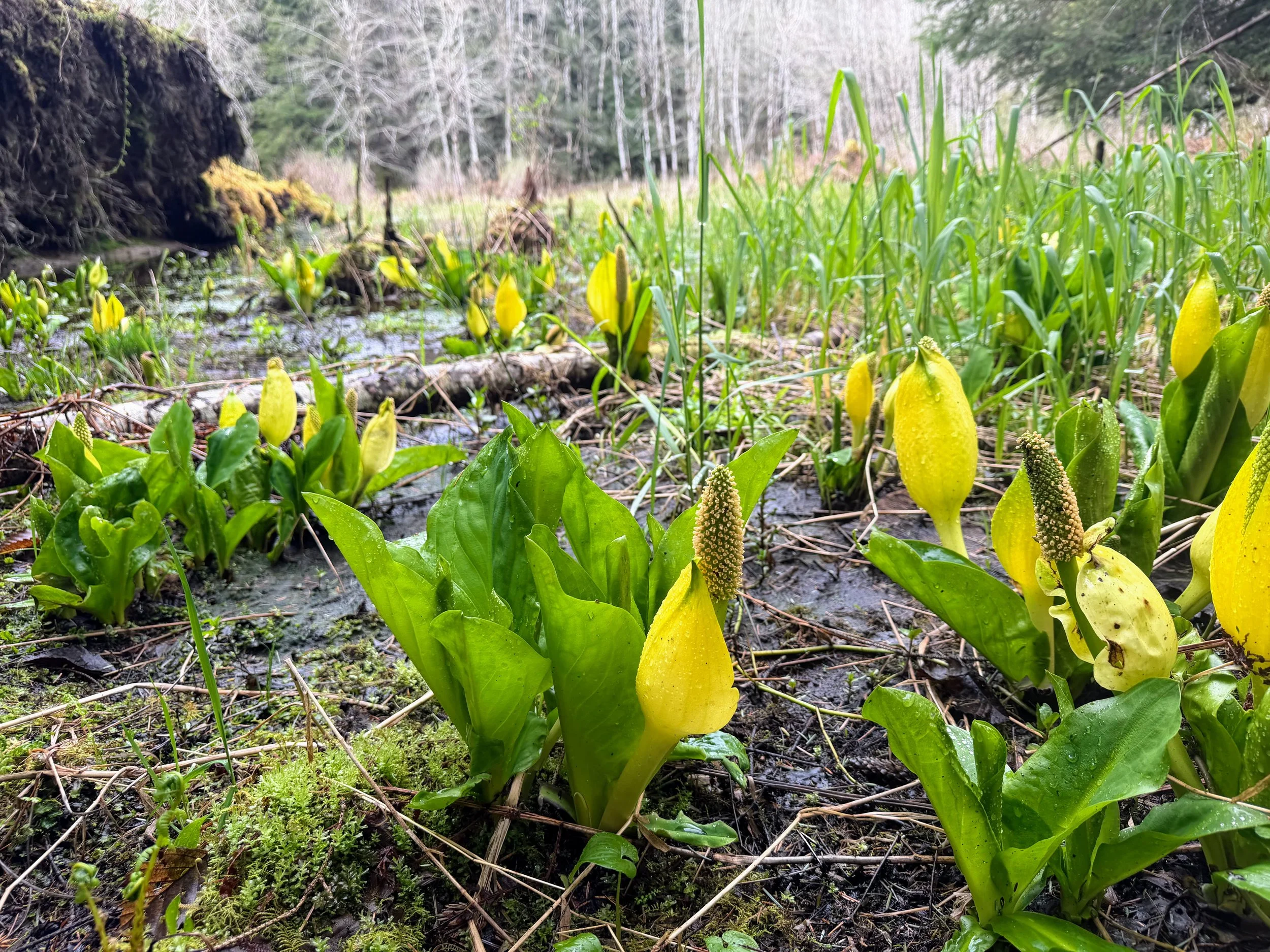 Seattle Naturalists’ Event Roundup: April 20th - April 26, 2026 