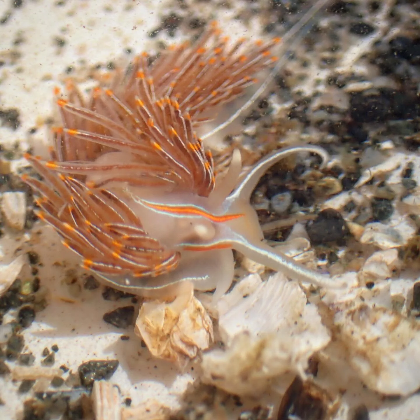Happy Earth Day!!! The tides were low and our joy was high. 

🌍 🌎 🌏

Image one: Thick-horned Nudibranch
Image two: White-lined Dirona 
Image three: Red rock crab
Image four: Lewis&rsquo; moon snail
Image five: Lewis moon snail collar (eggs!!)
Vide