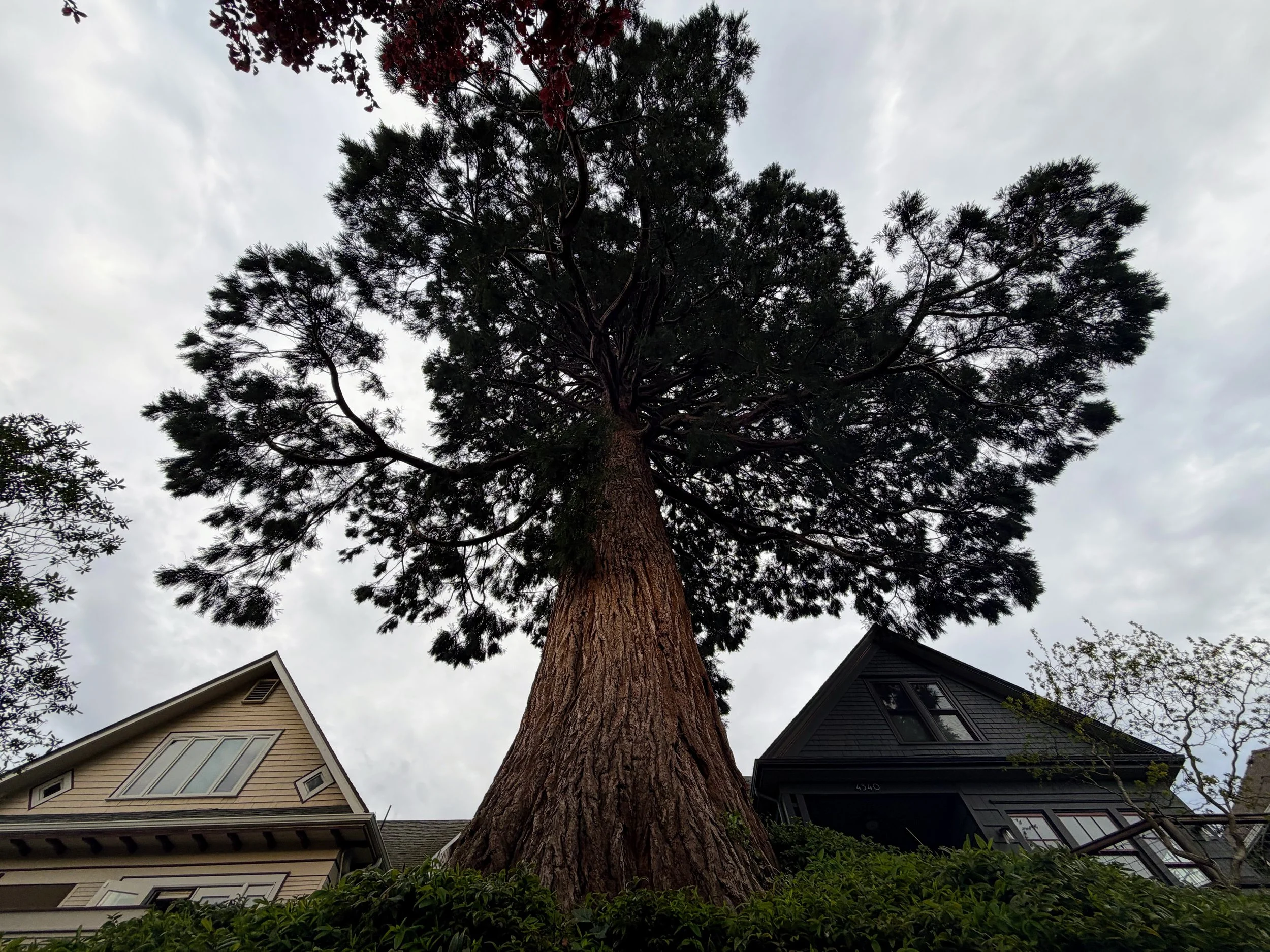Seattle Naturalists’ Event Roundup: April 28th to May 3rd