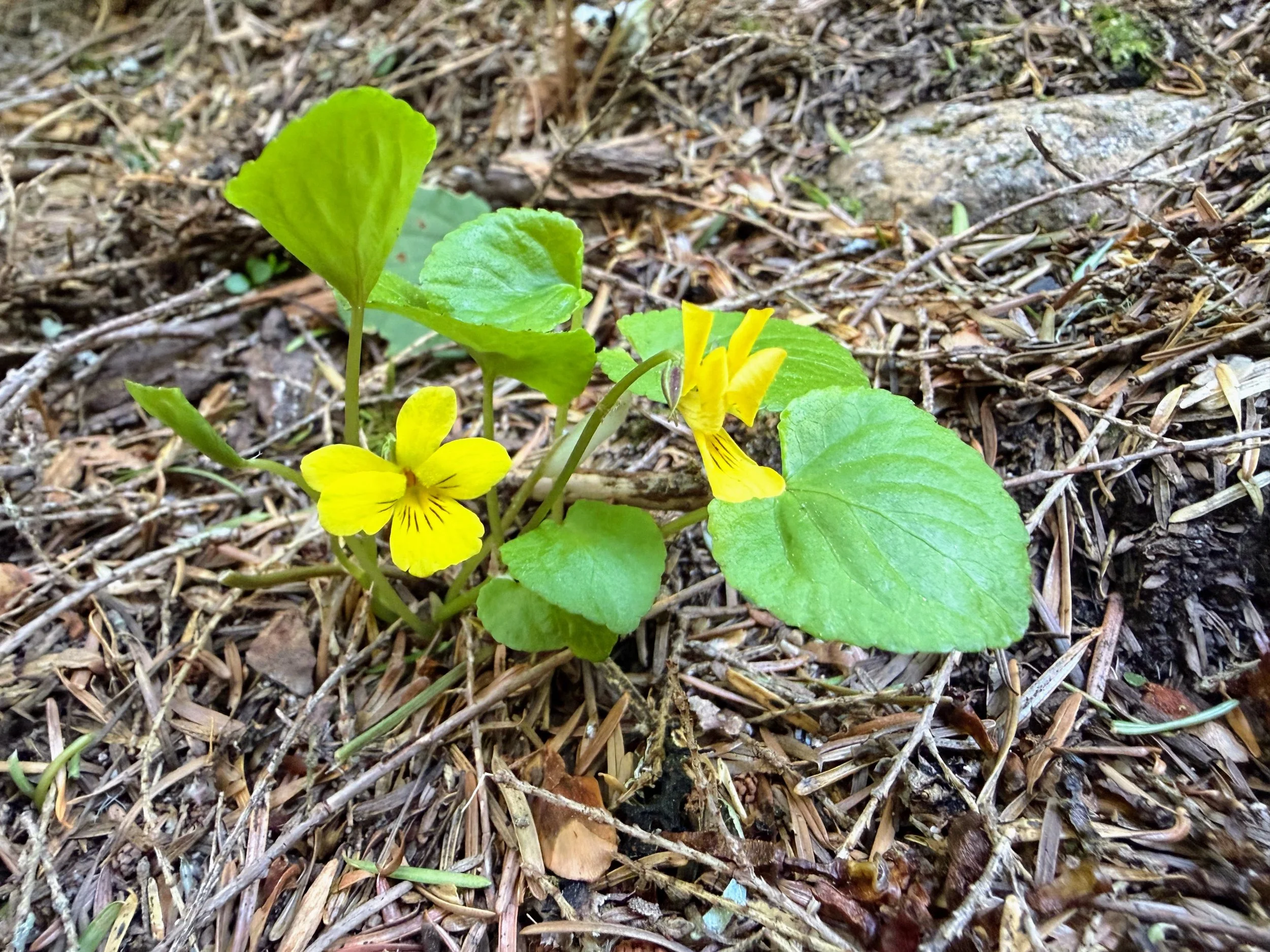 Seattle Naturalists’ Event Roundup: May 11th to May 17, 2026
