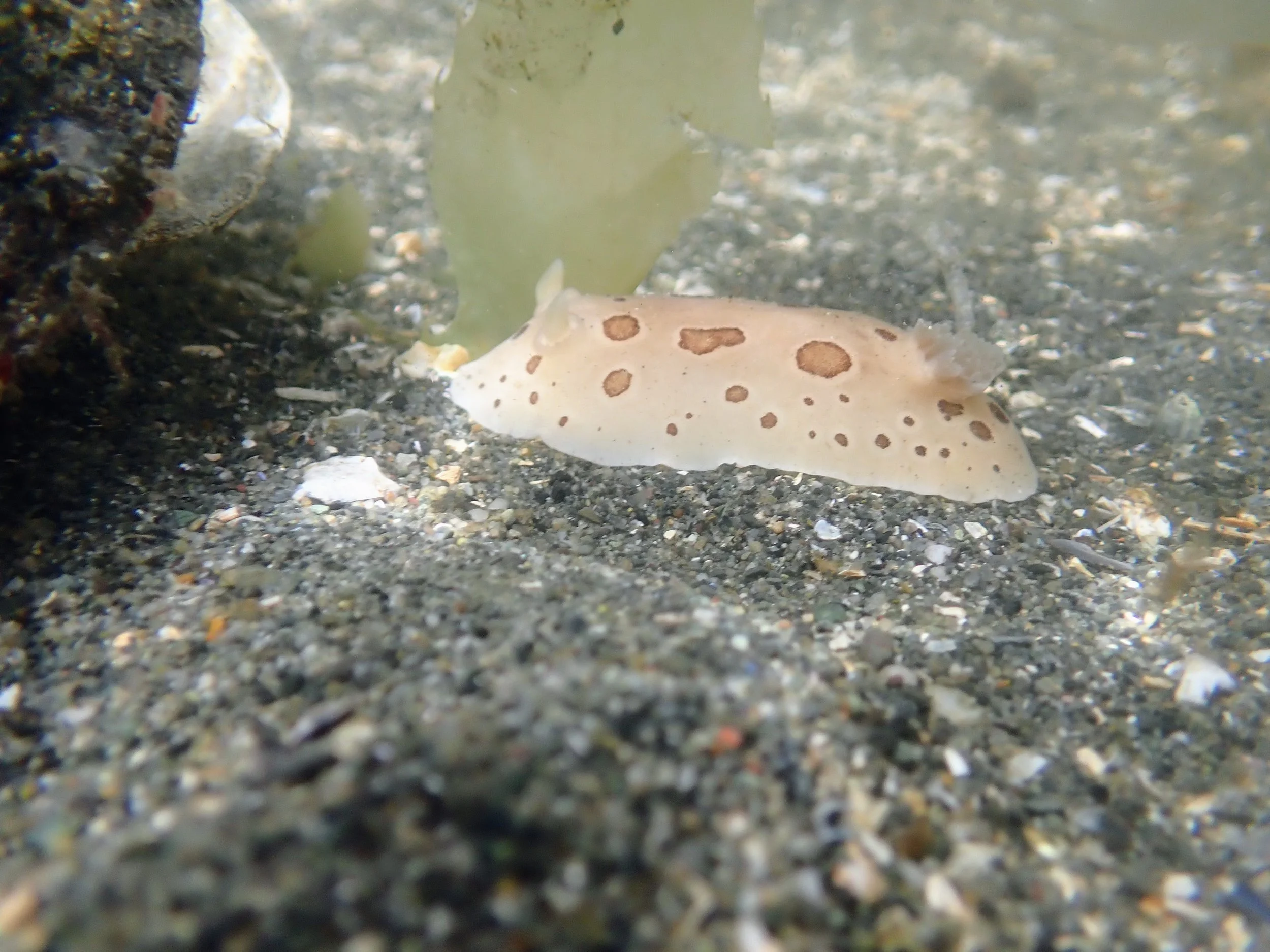 Seattle Naturalists’ Event Roundup: May 25th- 31st