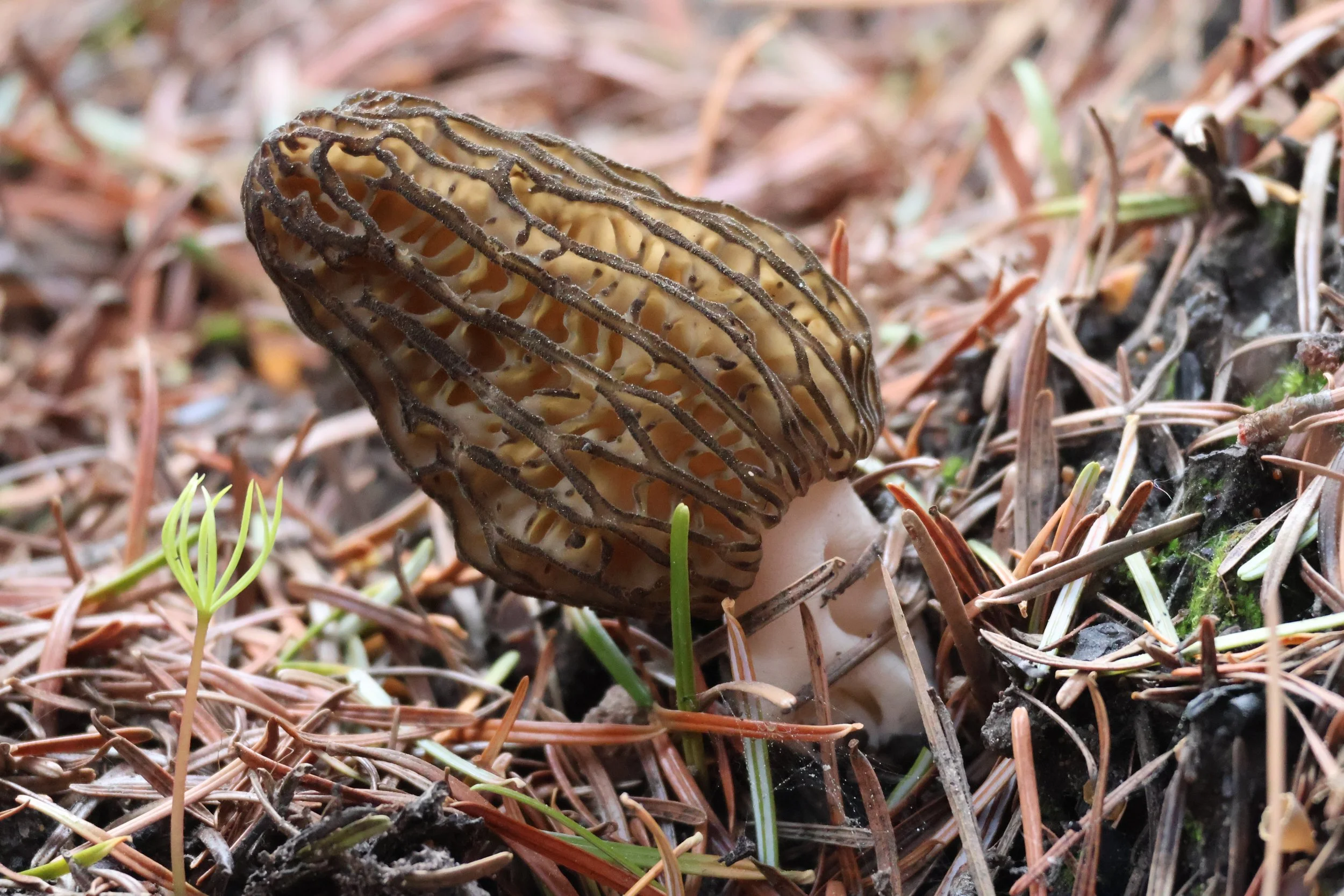 Seattle Naturalists’ Event Roundup: June 1st to June 7th, 2026