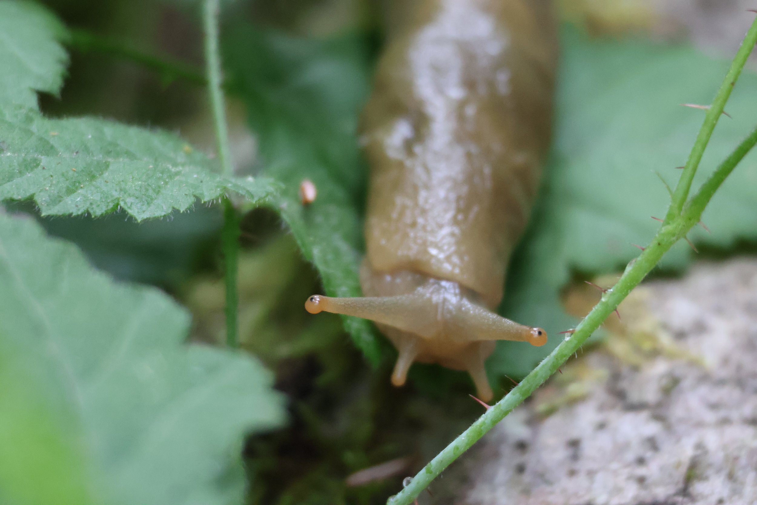 Seattle Naturalists’ Event Roundup: June 8th to June 14, 2026
