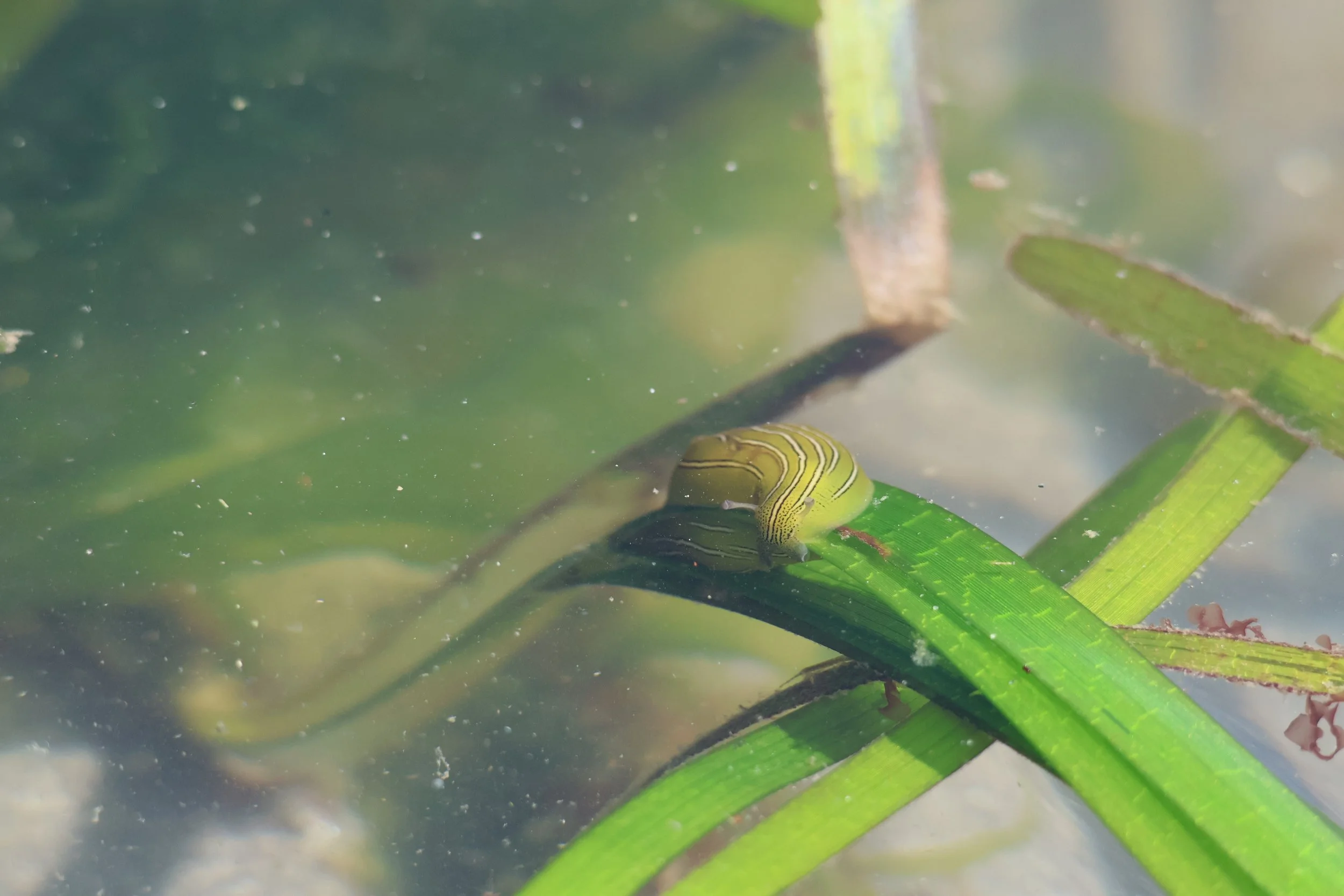 Seattle Naturalists’ Event Roundup: June 15th to 21, 2026