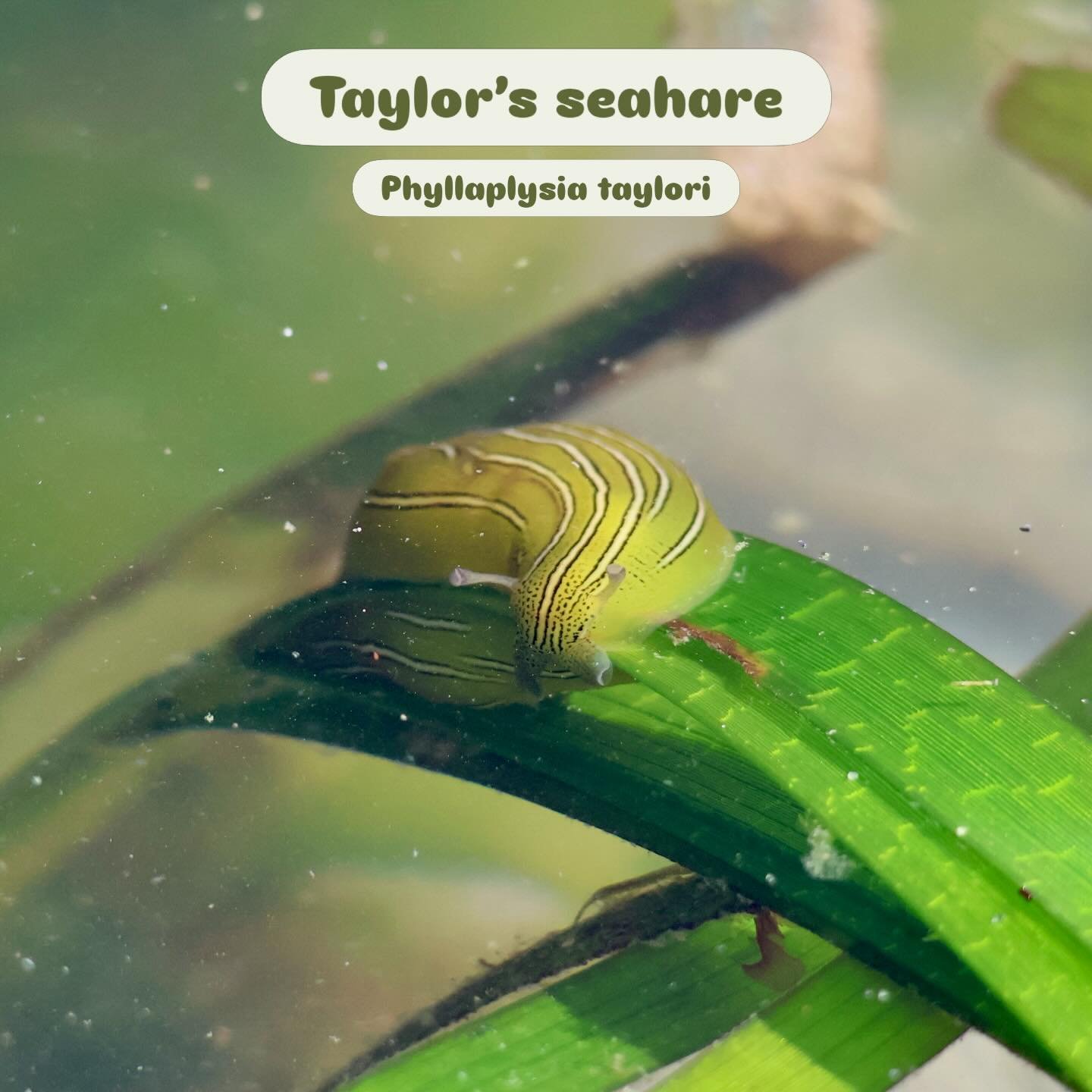 &ldquo;What are you doing in my swamp?&rdquo; &mdash; Shrek

This rotund little sea slug could pass for Shrek&rsquo;s underwater cousin, lurking among eelgrass. 

Seahares differ from nudibranchs in a few ways. Seahares and nudis are both sea slugs, 