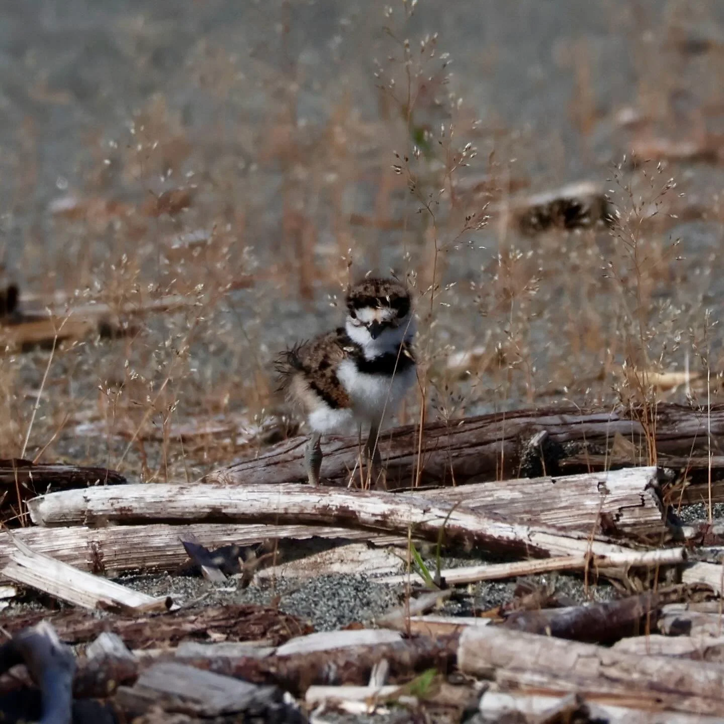 Where&rsquo;s Waldo? But make it where are the Killdeer?

These lil fuzzy wumpkins are masters at camouflage, blending in with their environment. Instead of making structured nests, they rely on shallow depressions in rocky or grassy fields so their 