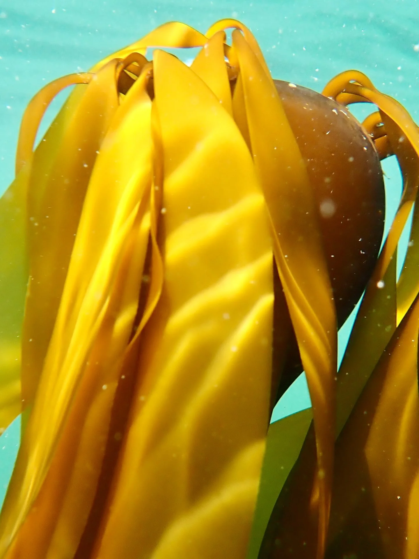 Kelp forests are one of the most important habitats and of powerful cultural significance. They shelter juvenile salmon, herring, and the tiny zooplankton that keep the whole food web running (Shaffer, 2020). Southern resident killer whales even use 
