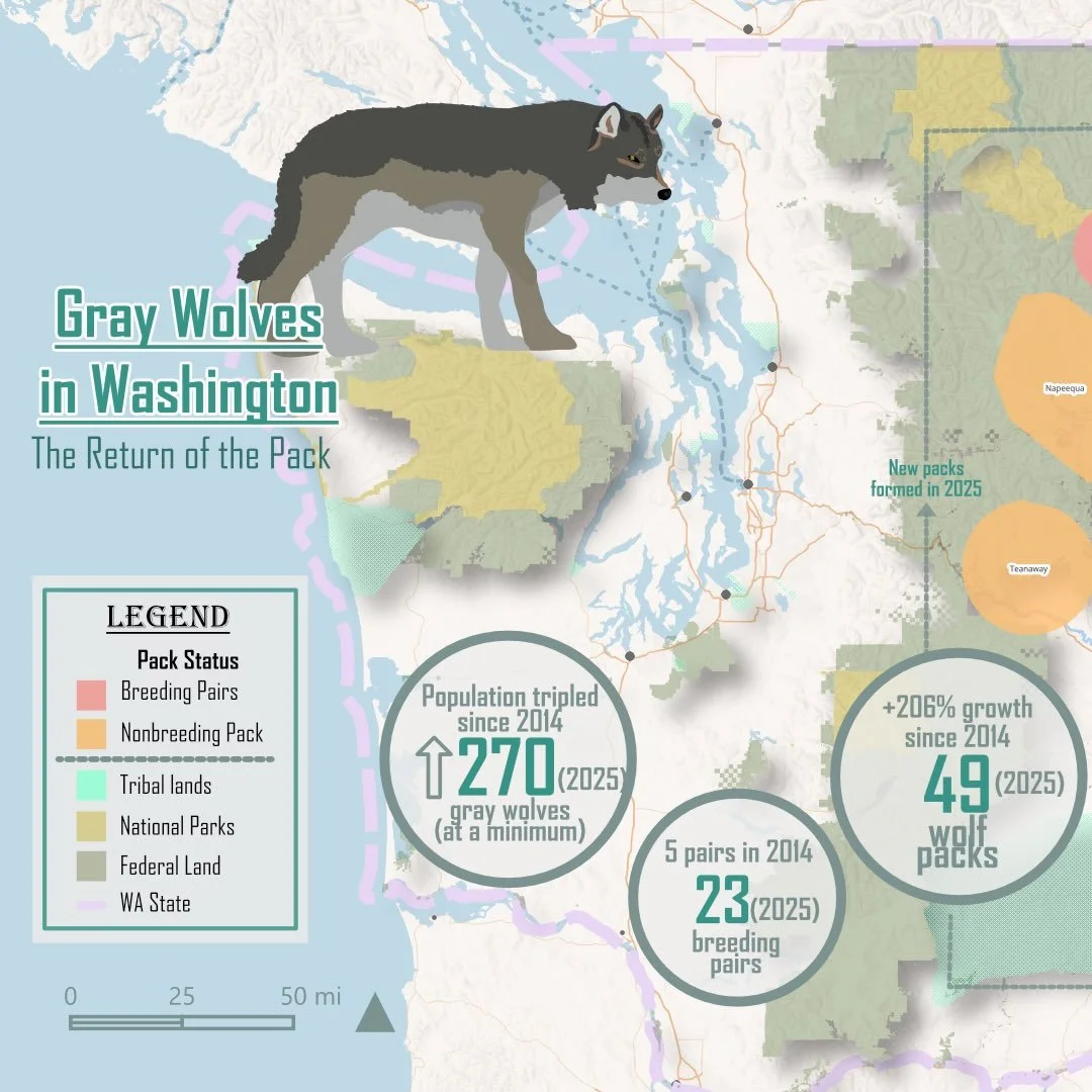 Gray wolves 🐺 ✨are continuing to strengthen their numbers, especially in Eastern Washington and the Northern Cascades. While there are no breeding pairs in the Southern Cascades and Northwest Coast, there&rsquo;s real potential for the population to