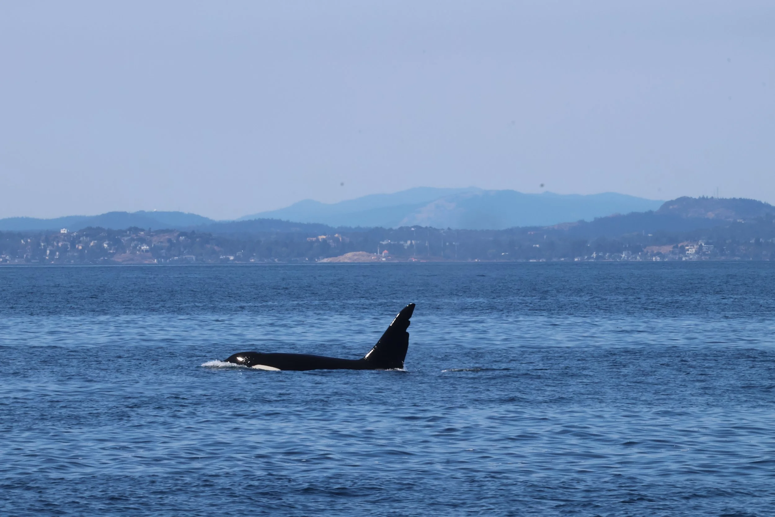 Seattle Naturalists’ Event Roundup: July 13th to July 19th