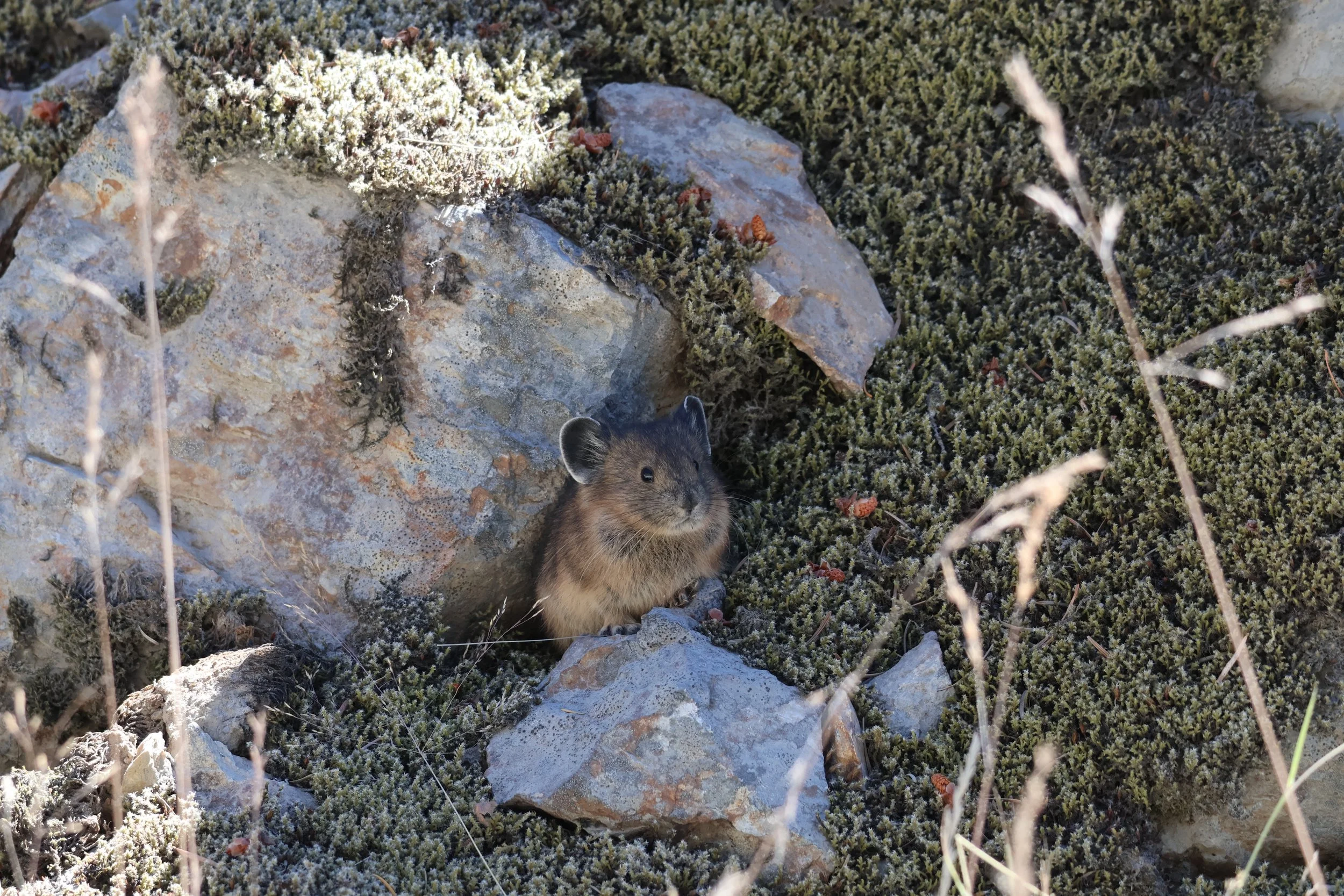 Seattle Naturalists’ Event Roundup: July 20th to July 26th. 