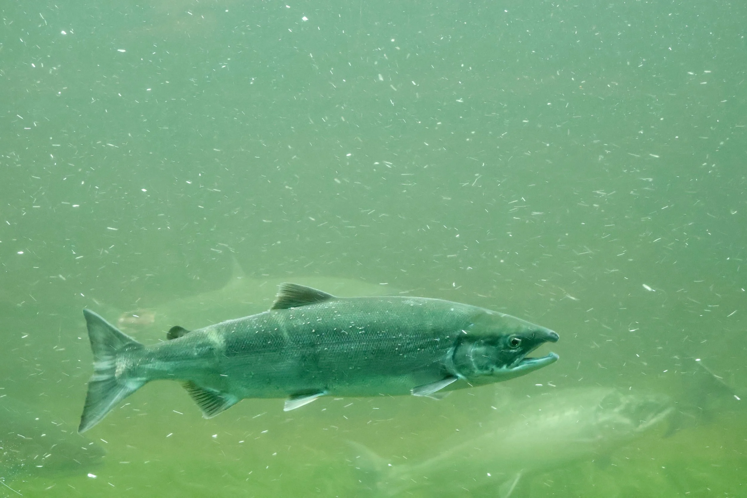 Seattle Naturalists’ Event Roundup: July 27th to August 2, 2026