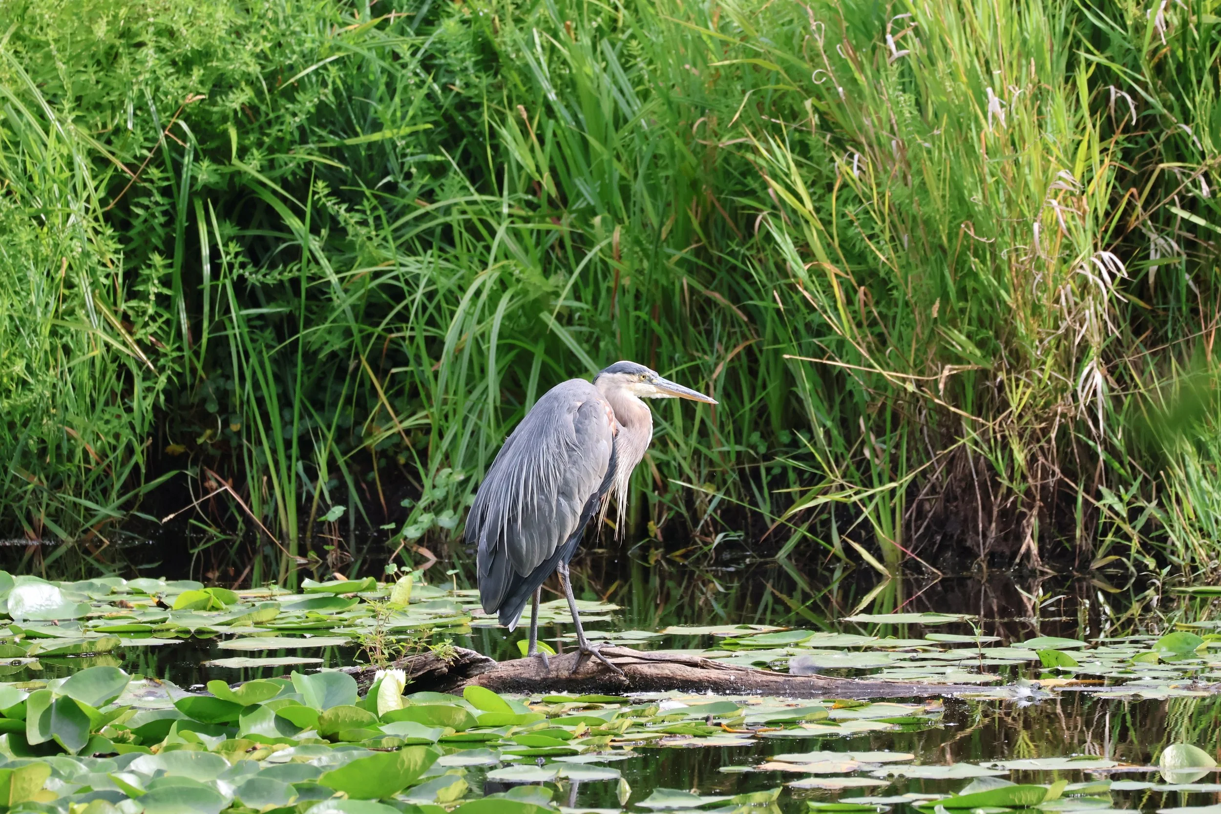 Seattle Naturalists’ Event Roundup: August 10th to August 16, 2026