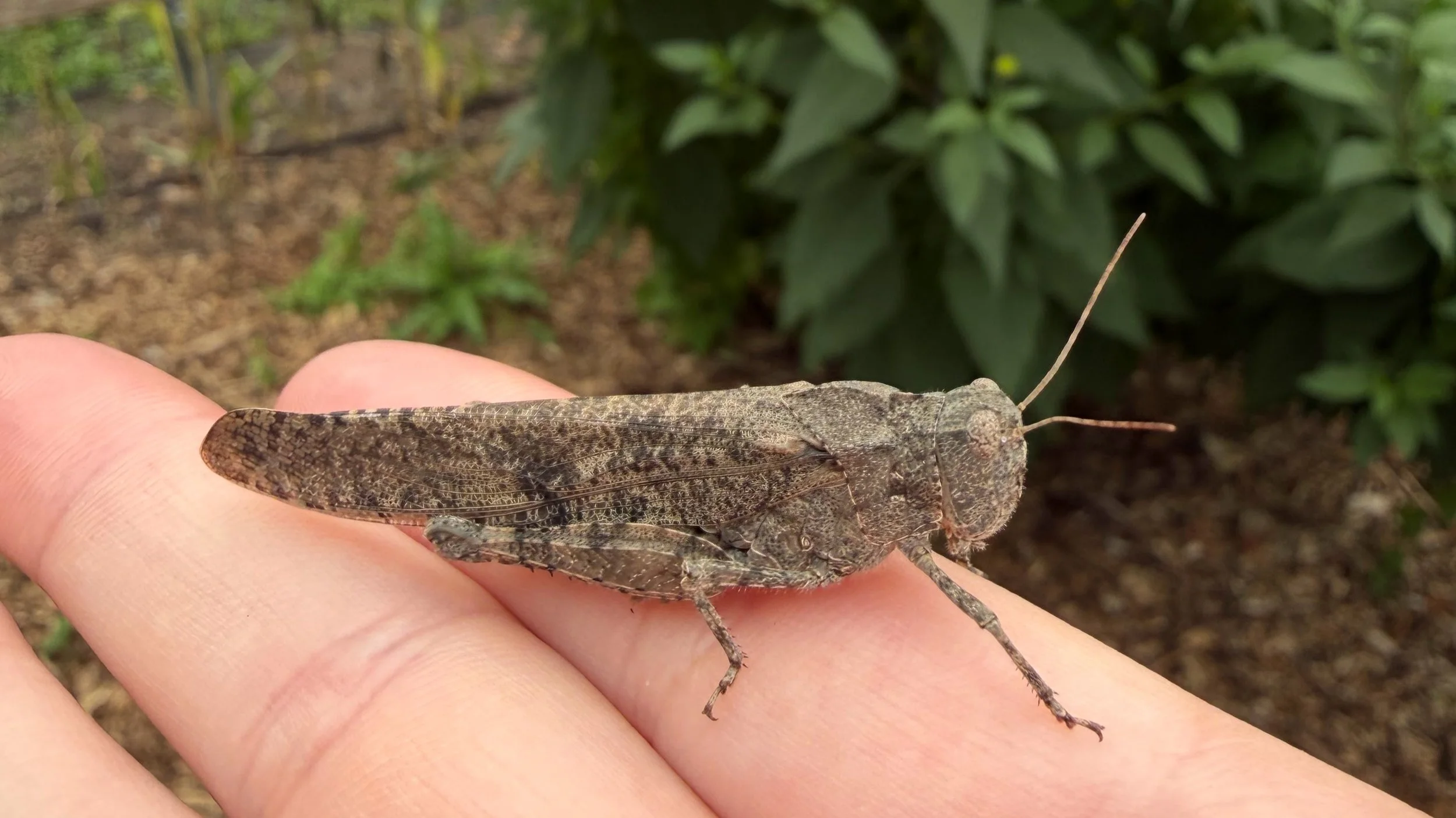 Seattle Naturalists’ Event Roundup: August 24th to August 30th 