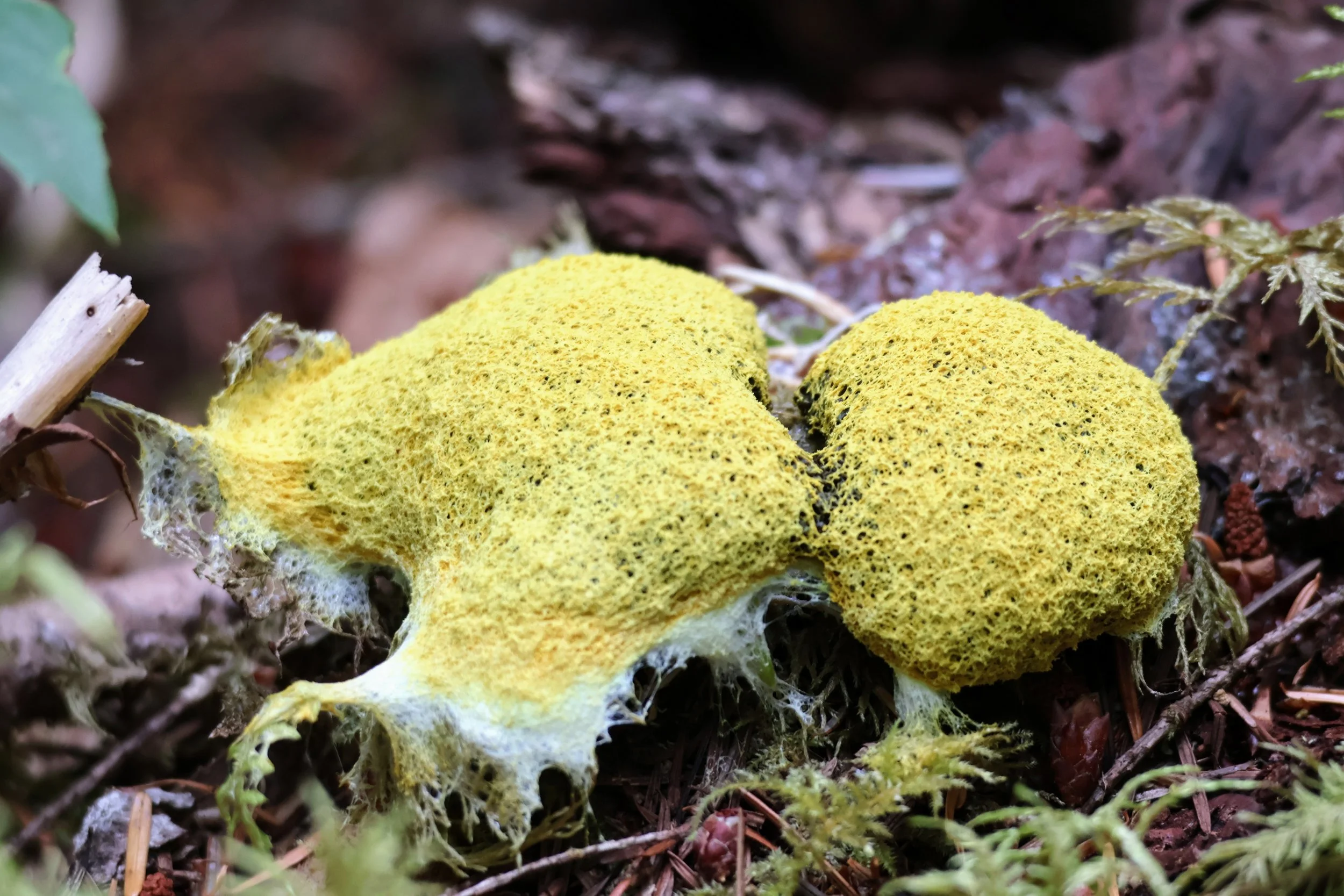 Seattle Naturalists’ Event Roundup: August 31st to September 6th