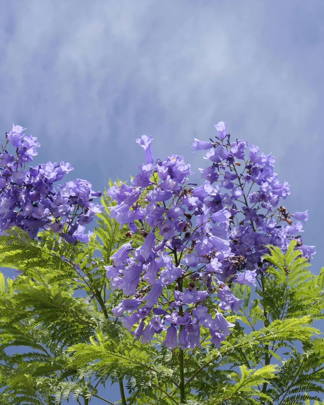 Jacaranda - A Portuguse symbol of spring