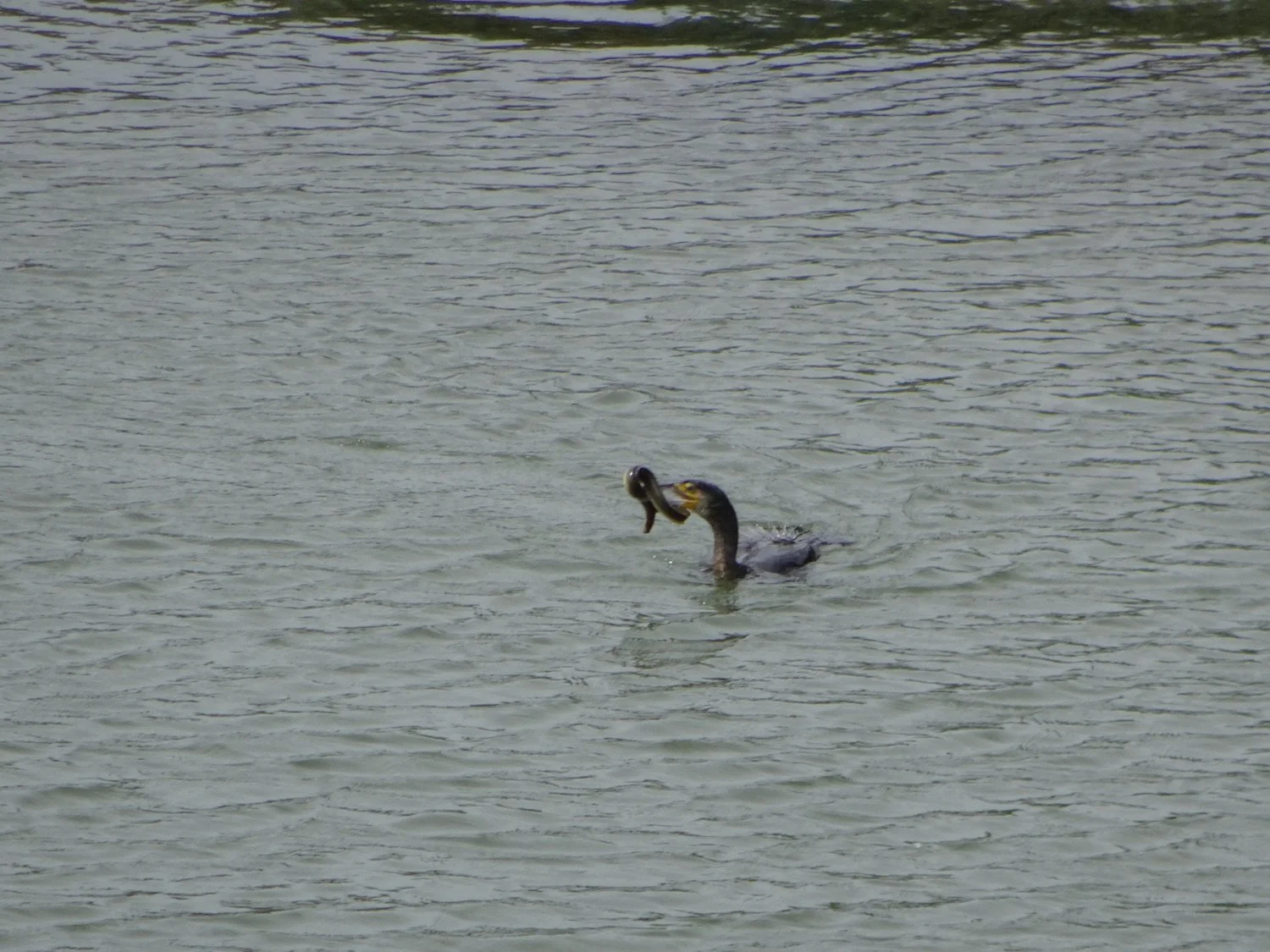 A duck swimming in water with a fish in its beak.