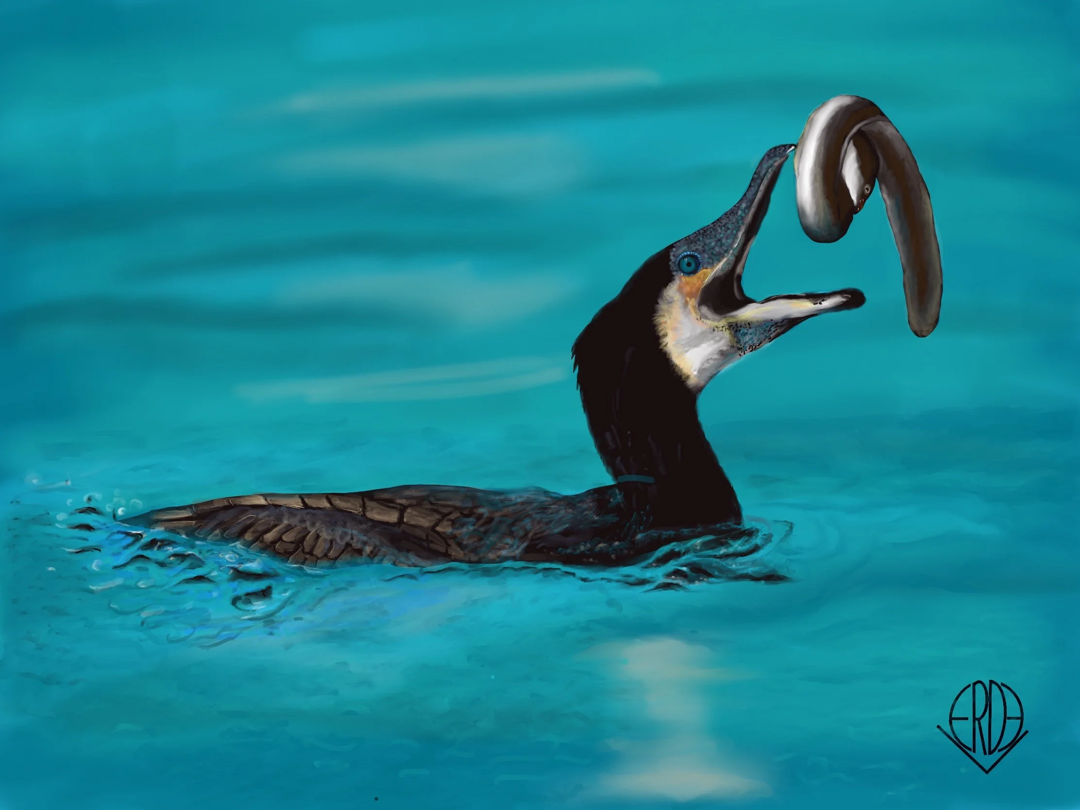 A cormorant bird in water holding a fish in its beak.