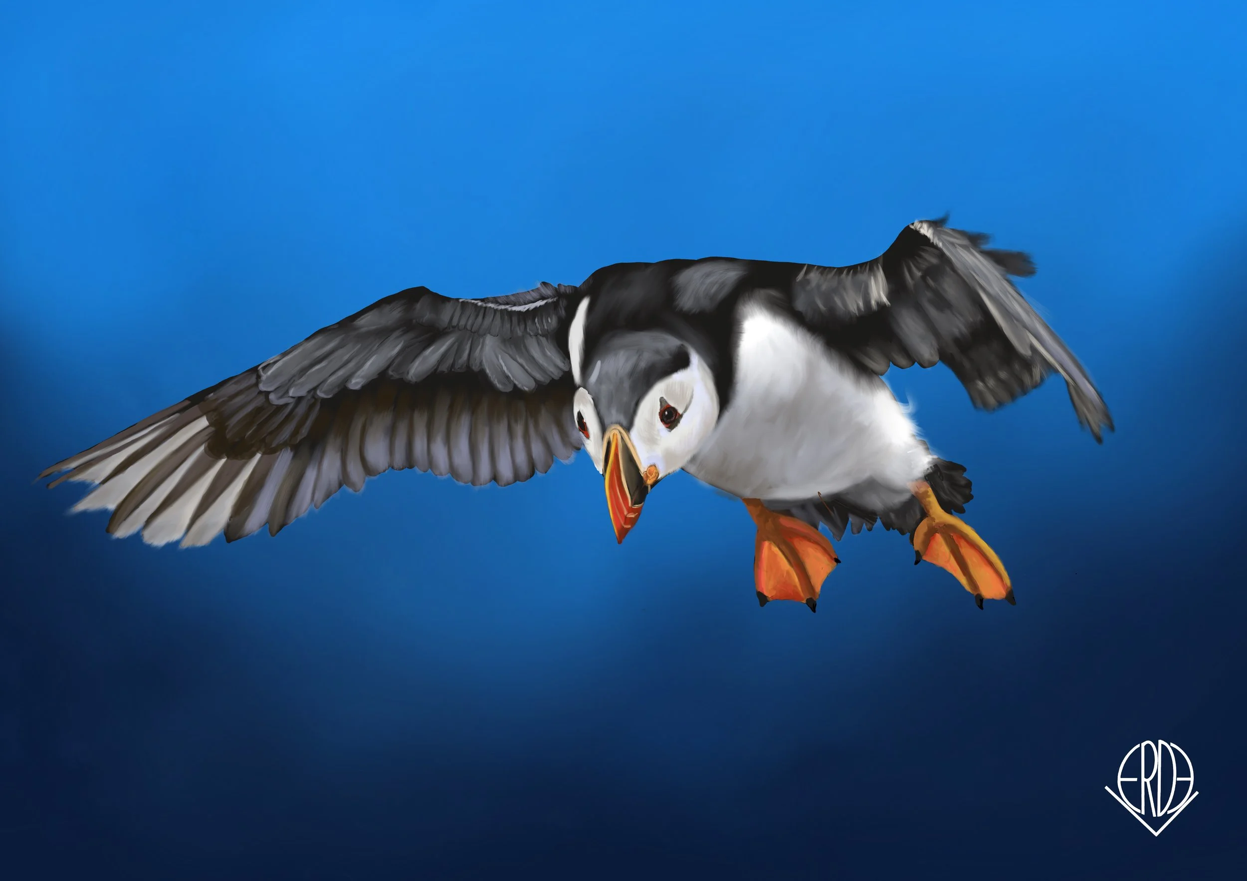 Atlantic Puffins