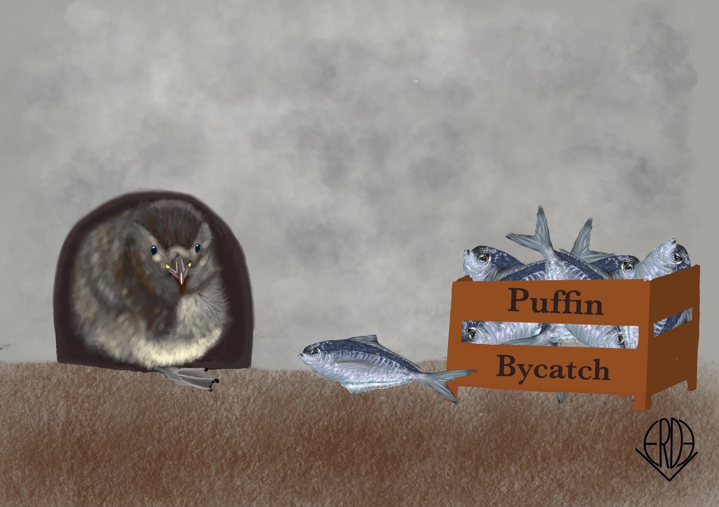 Ocean warming affects Puffin feeding