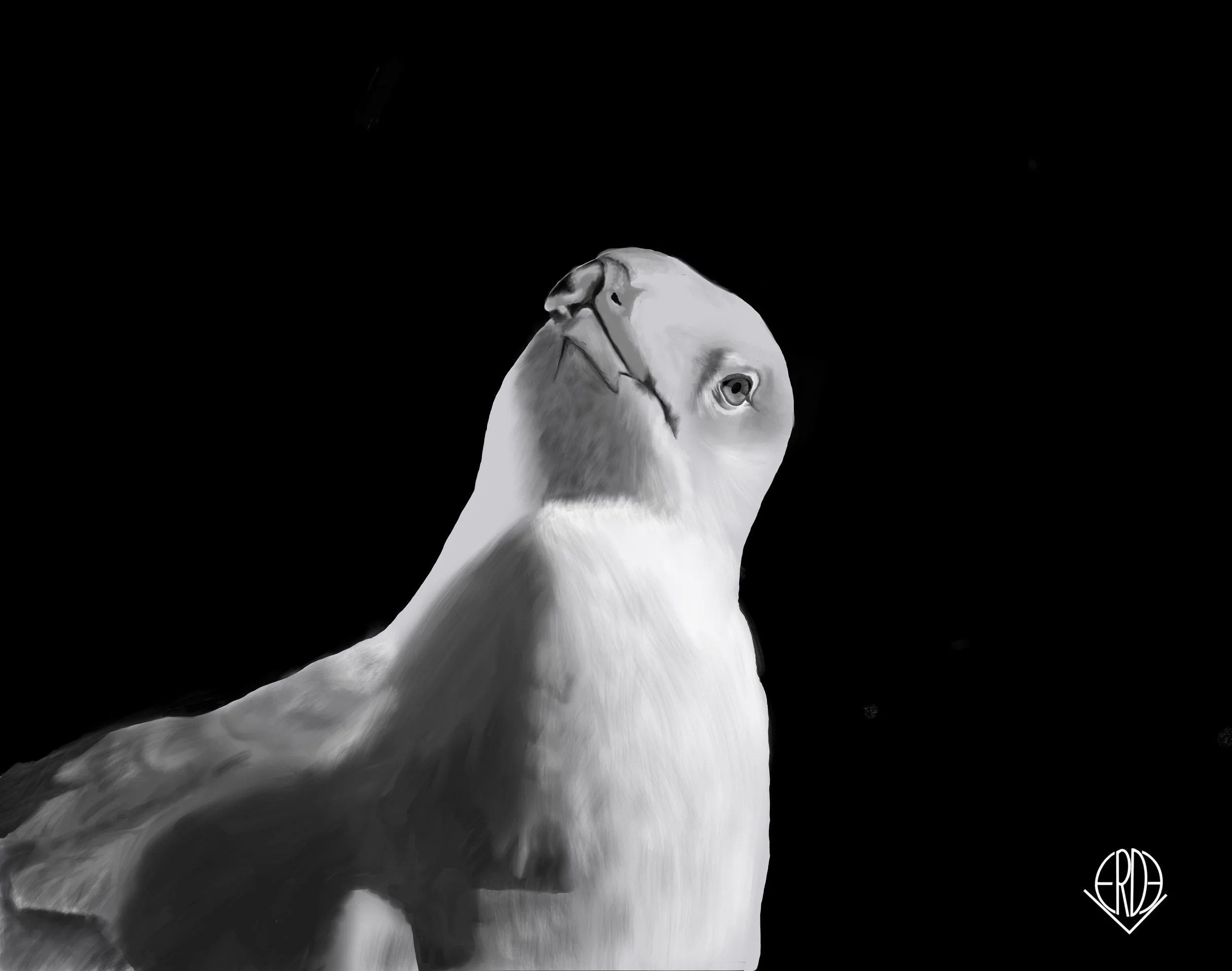 Black and white digital painting of a bird with a stern expression against a black background, signature in lower right corner.