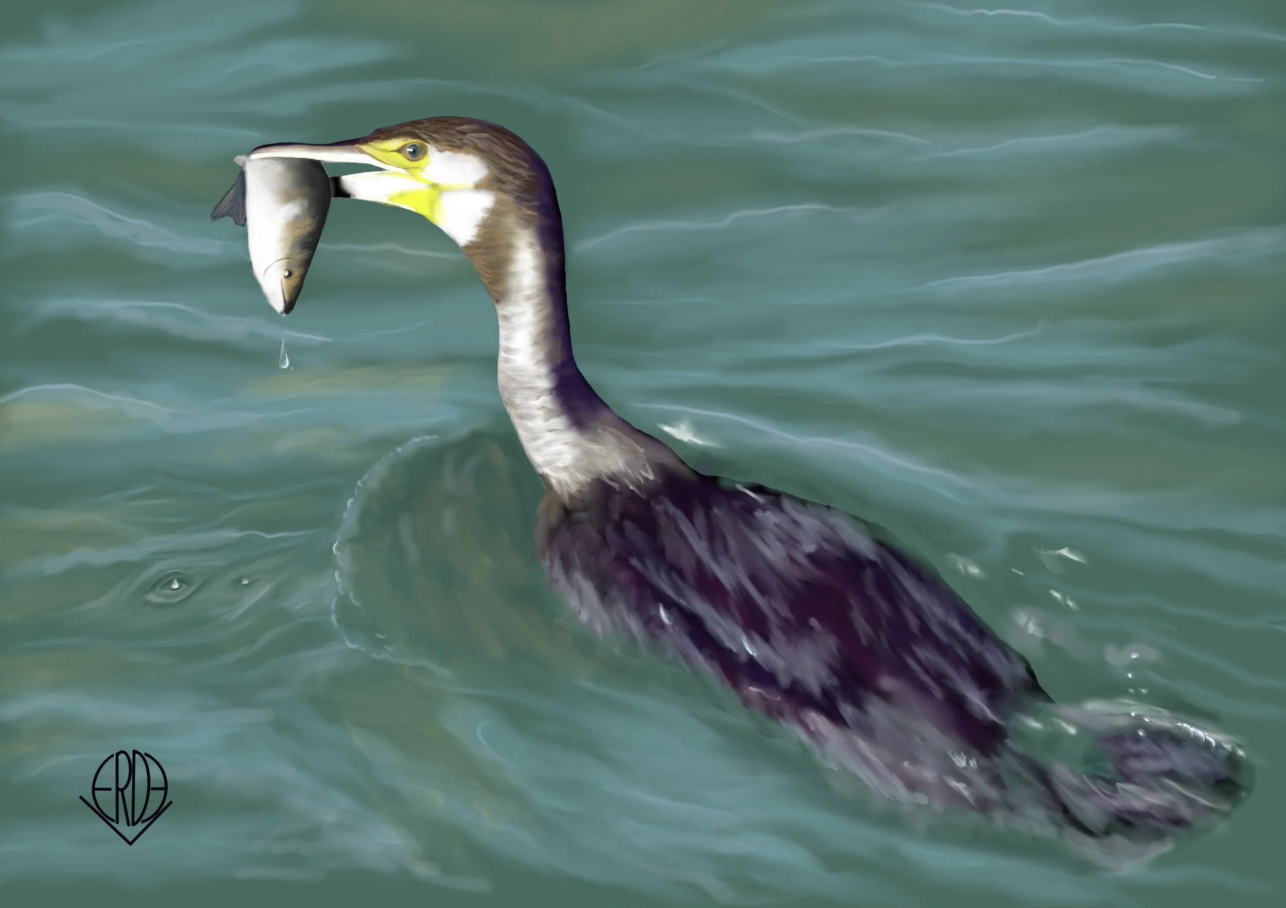 A bird, possibly a cormorant, in water holding a fish in its beak with a drop of water falling from it.