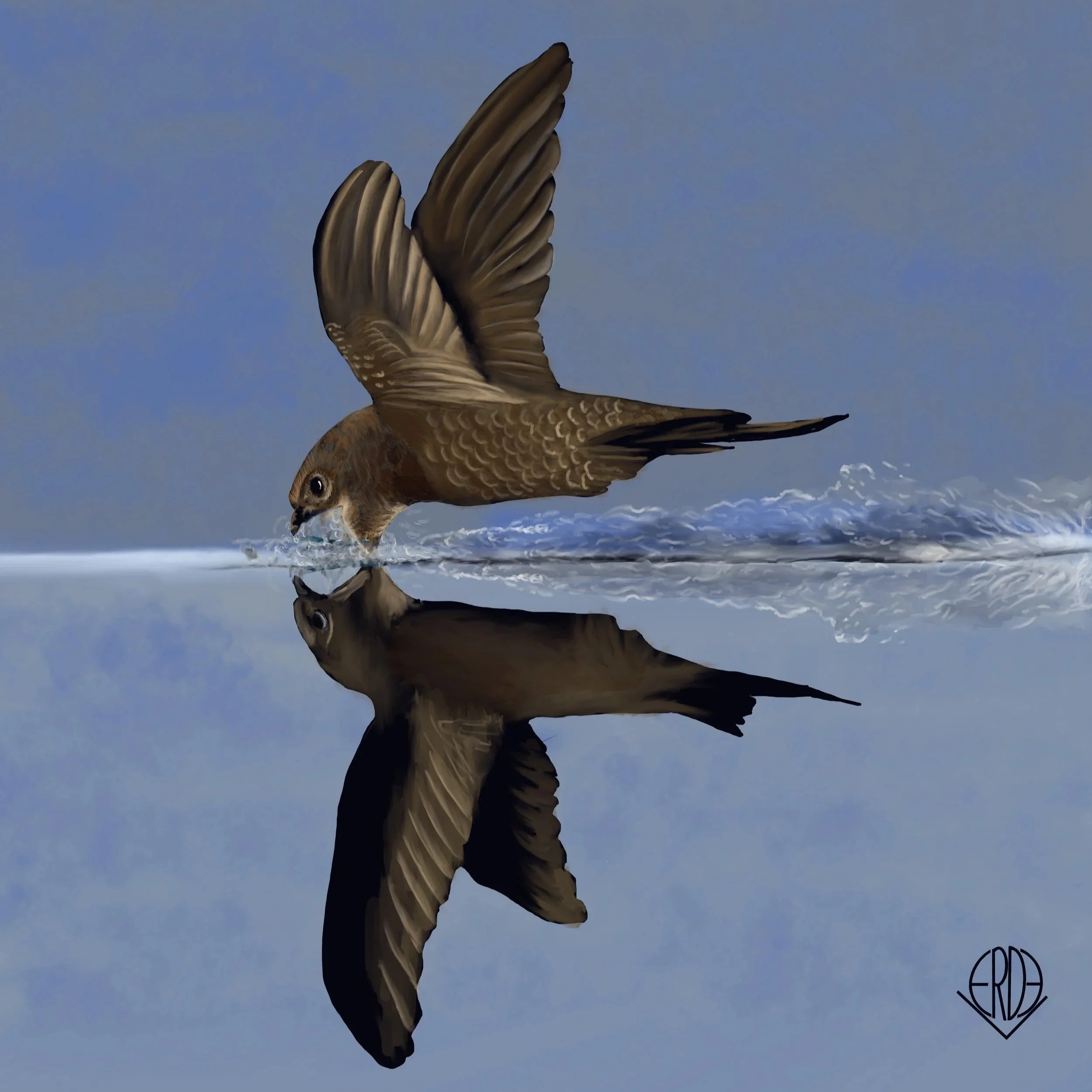 A small brown bird skimming the surface of calm water, creating a splash with its beak, with its reflection visible below.