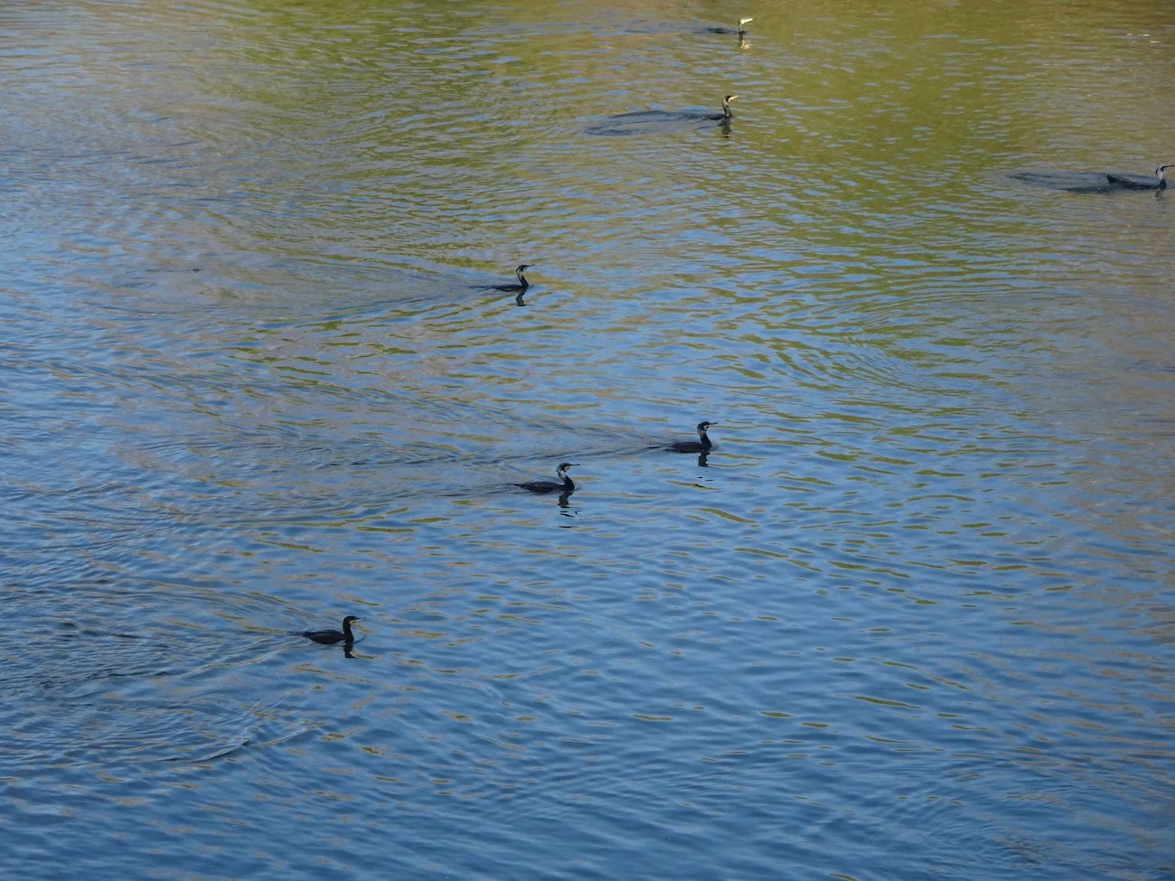 Six ducks swimming in a body of water with ripples and reflections.