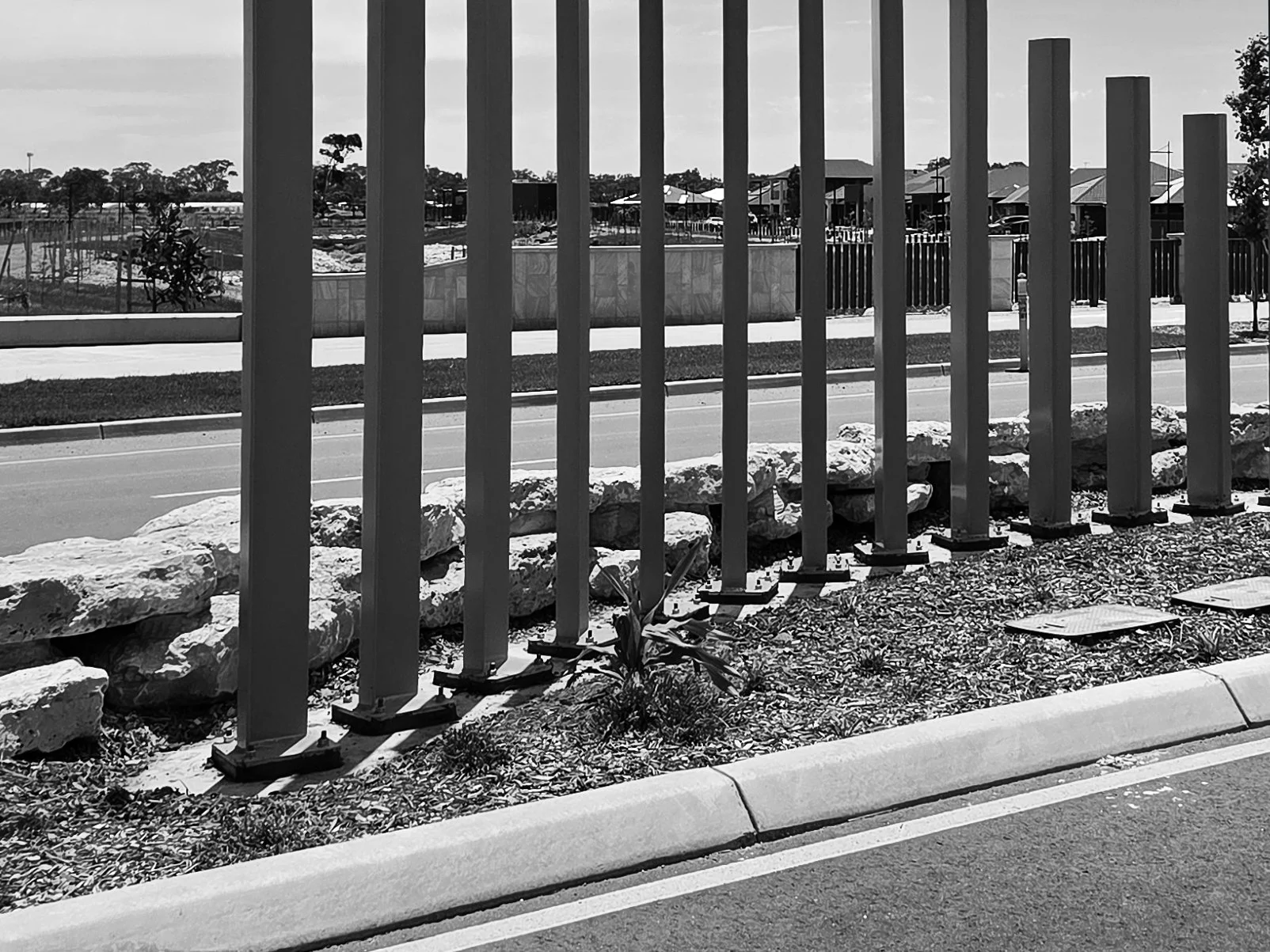 Coming Soon - Kangaroo Grass