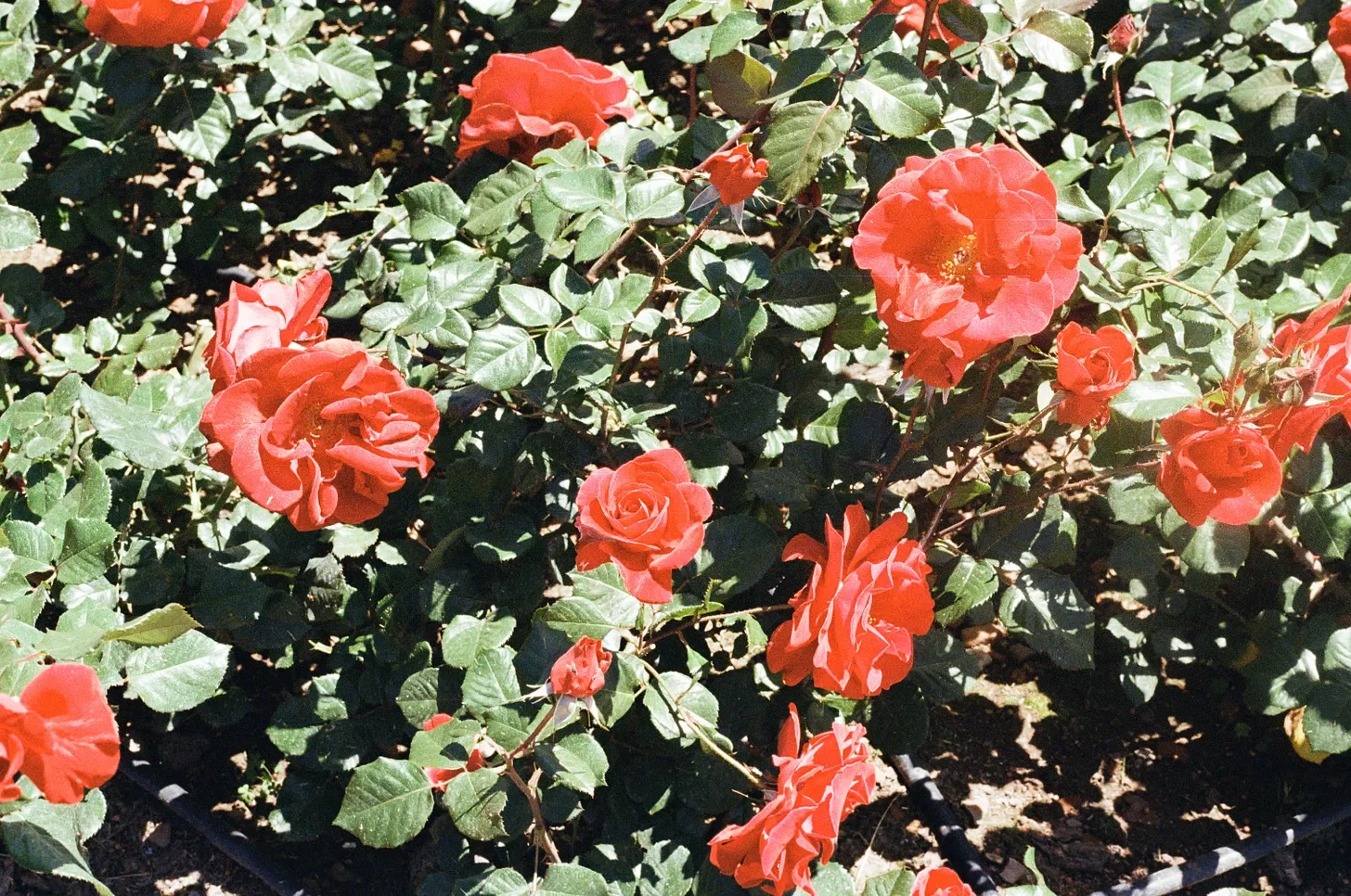 E quando eu Não estiver mais aqui?