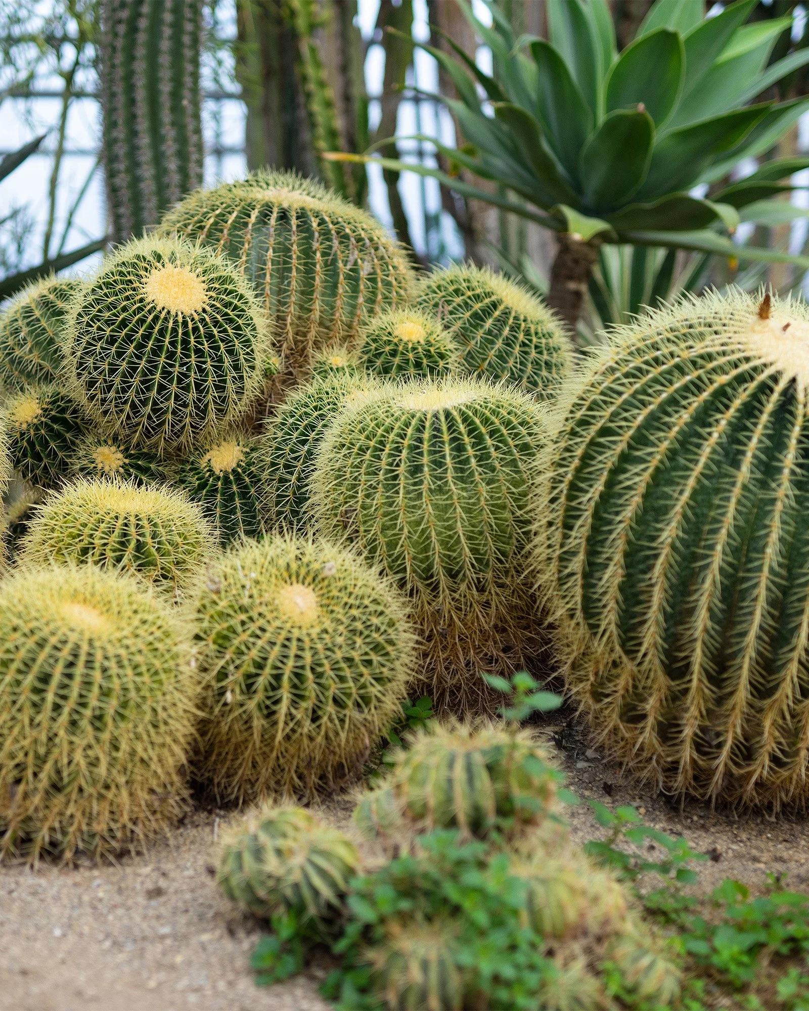 yannis_tzannis_photography (94).jpg