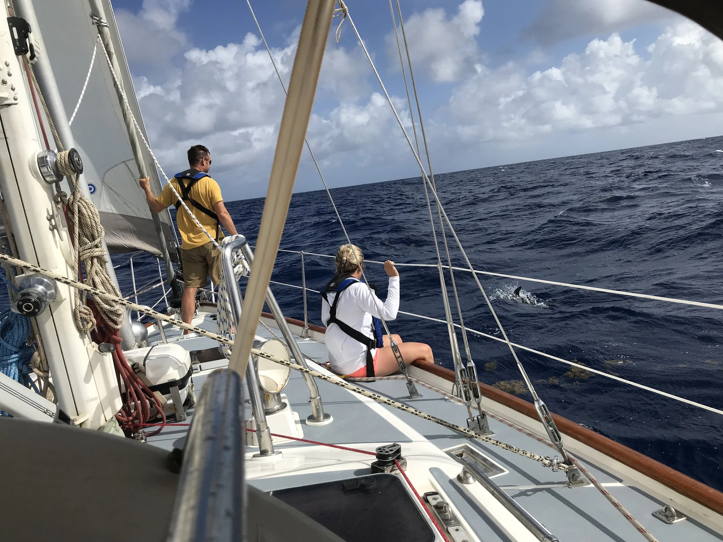 Dolphins On The Bow!