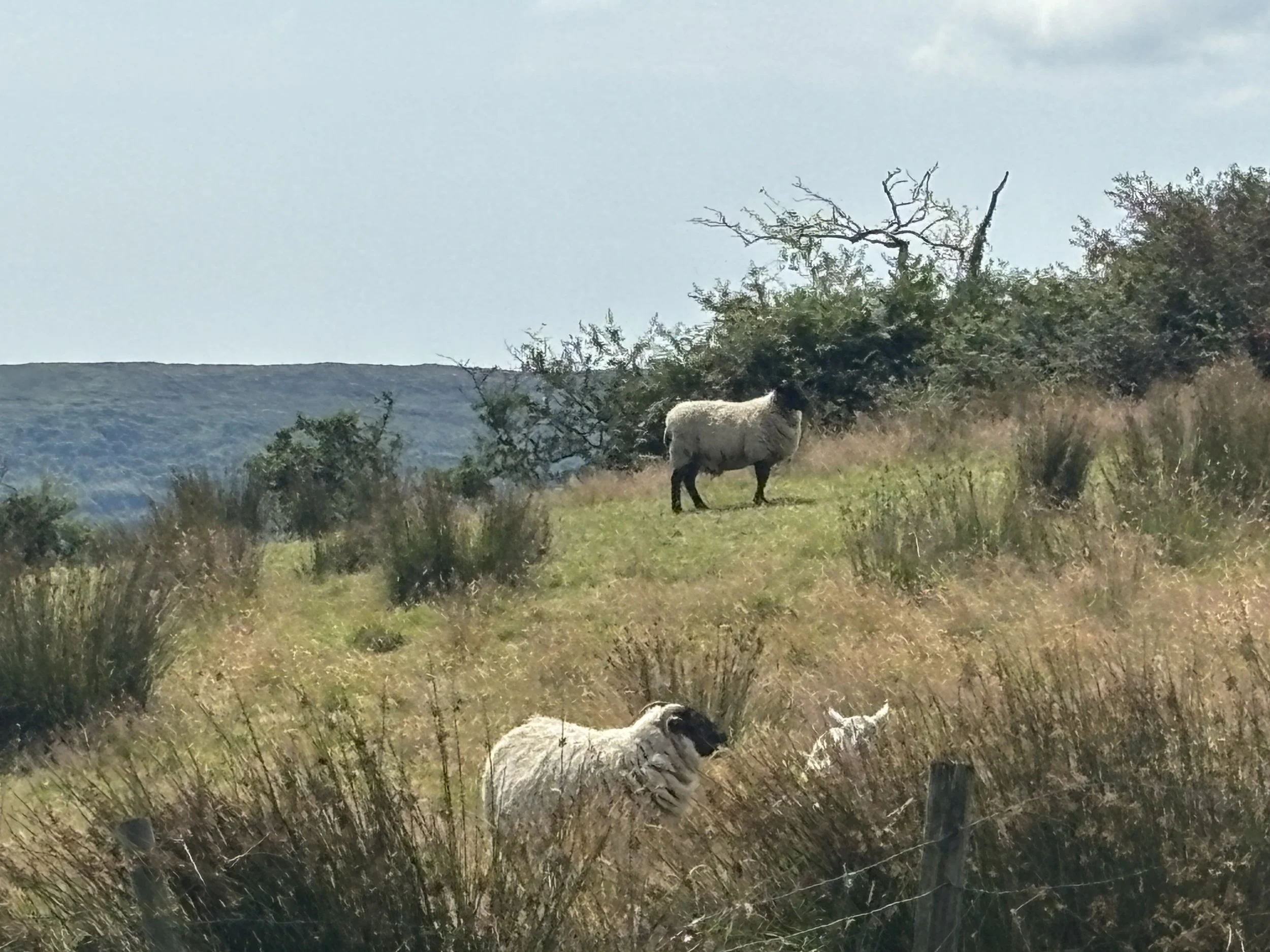 IMG_3808.jpeg