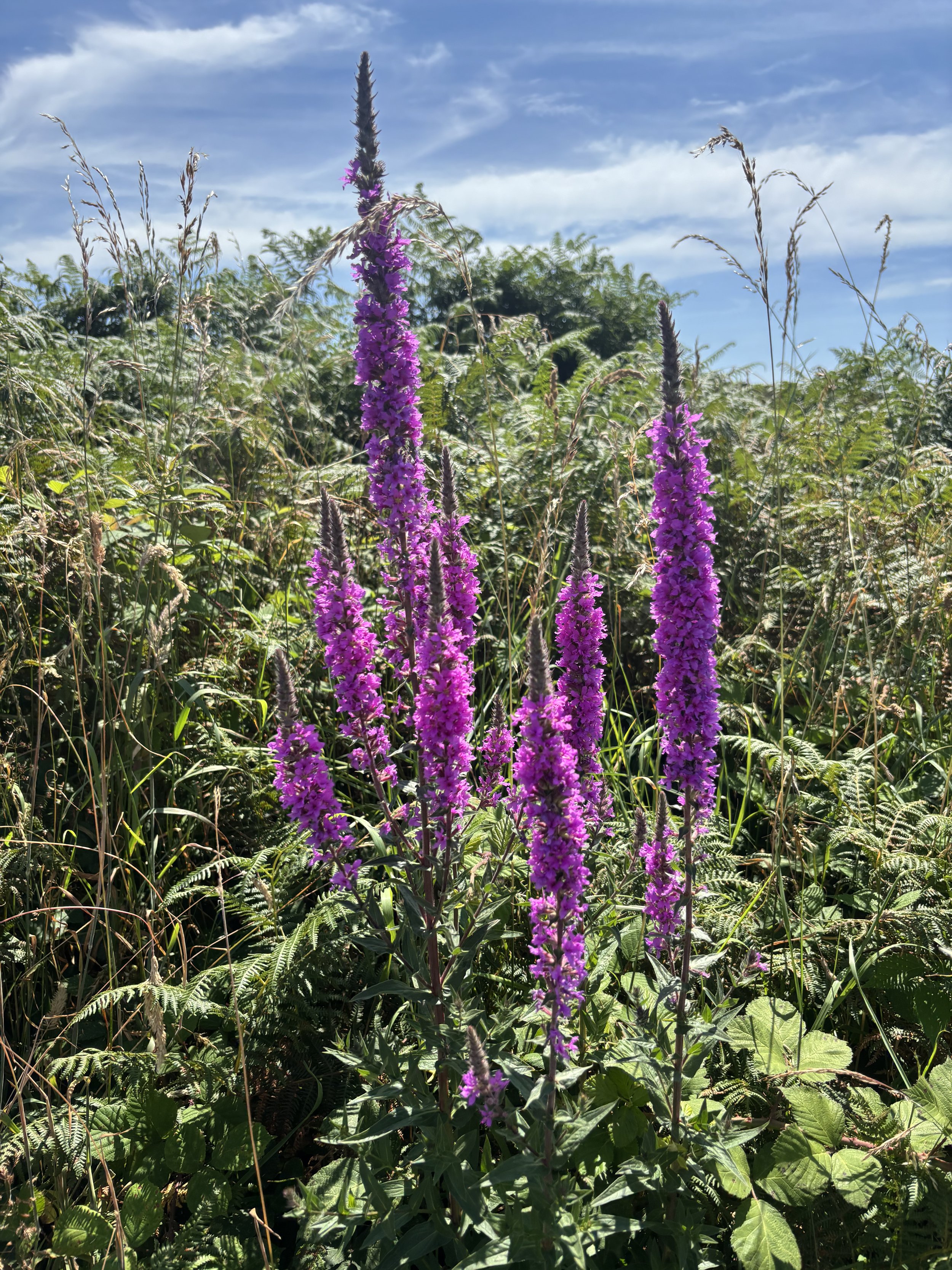 IMG_4190.jpeg