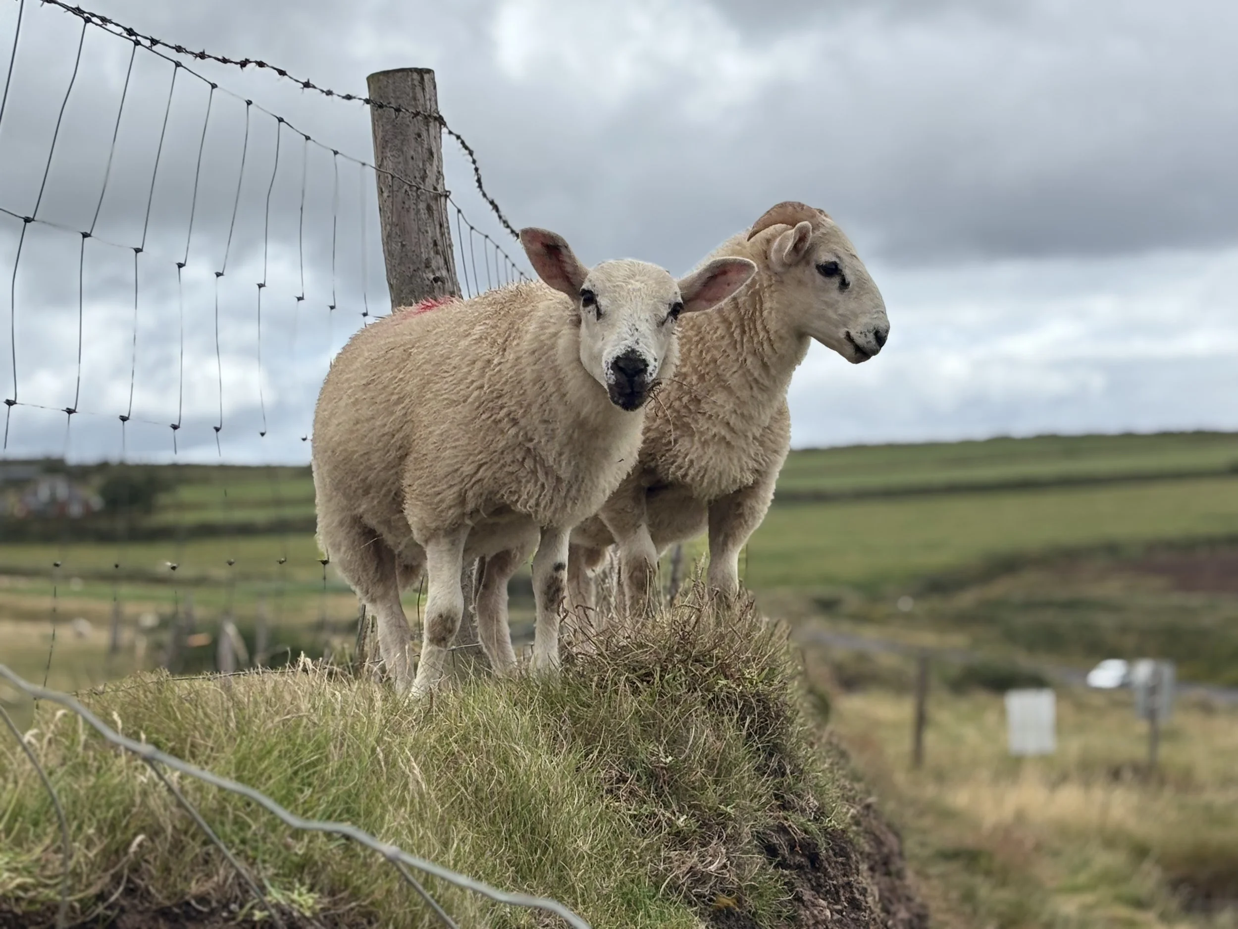Derrynane to Dingle