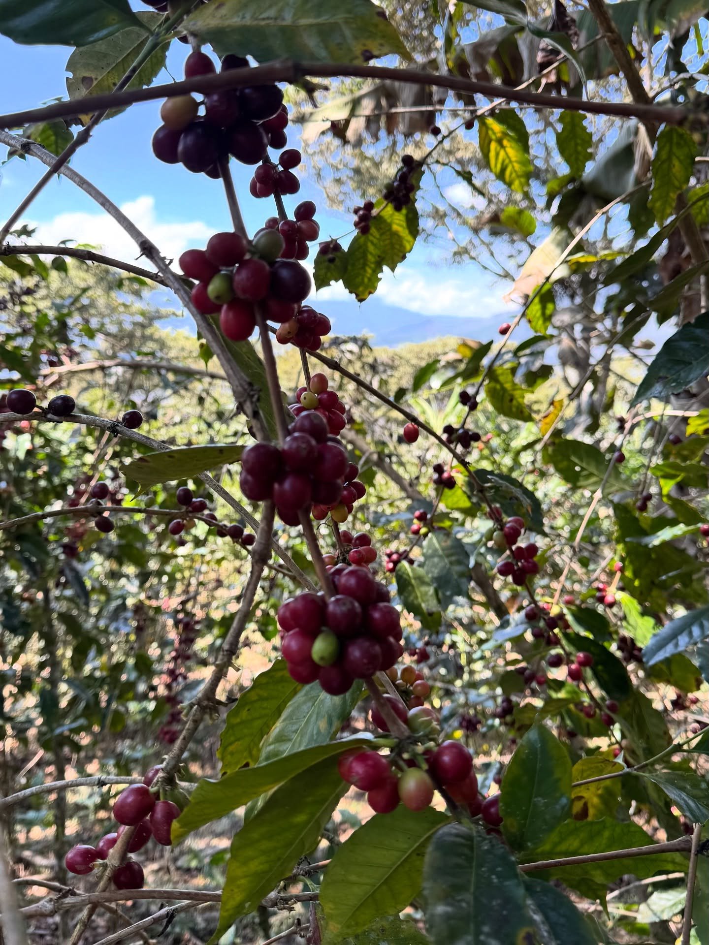 Why does each coffee-growing community need to be understood in its own context, rather than through a one-size-fits-all approach? 

The more time I spend with the producers, the clearer it becomes that no two communities are ever alike. Each village