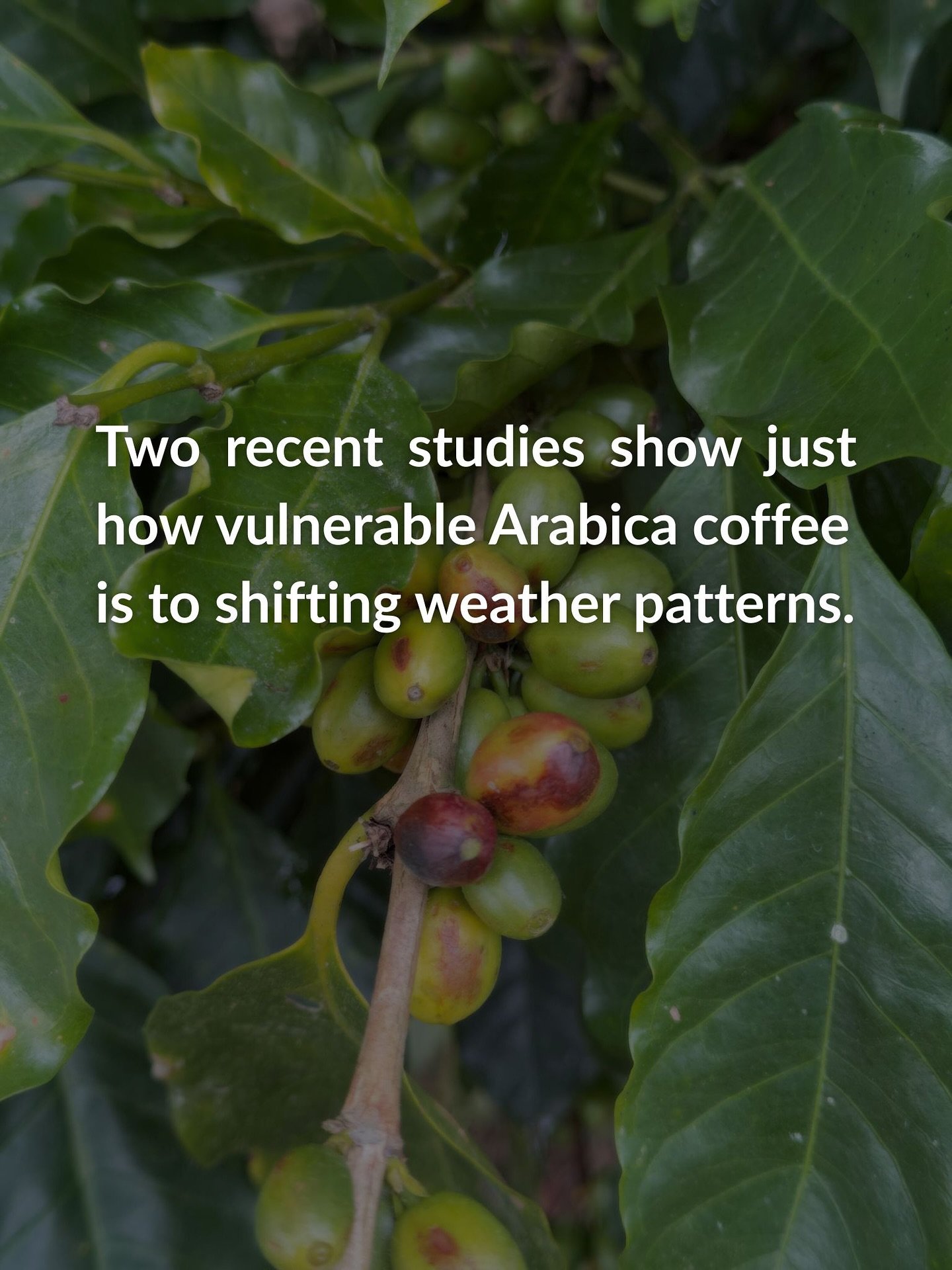Two recent studies show just how vulnerable Arabica coffee is to shifting weather patterns:

Researchers at Zurich University of Applied Sciences predict that over 50% of the world&rsquo;s best coffee land will be unsuitable by 2050, with major losse