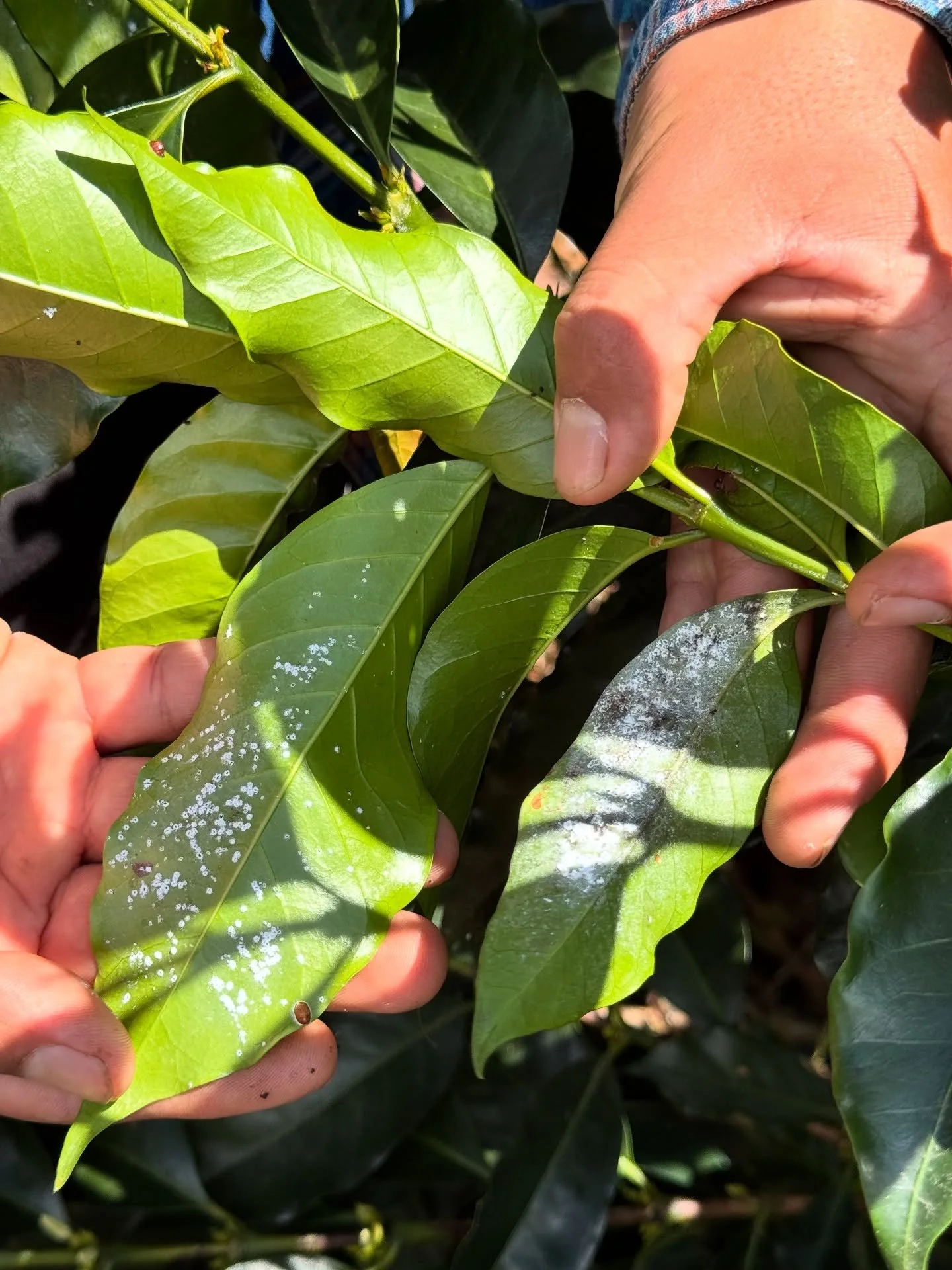 As&iacute; se observa la cochinilla harinosa del caf&eacute; (varias especies del g&eacute;nero Planococcus o Pseudococcus) es una plaga chupadora que afecta cafetos, especialmente en ambientes c&aacute;lidos y secos o con sombra densa y poca ventila