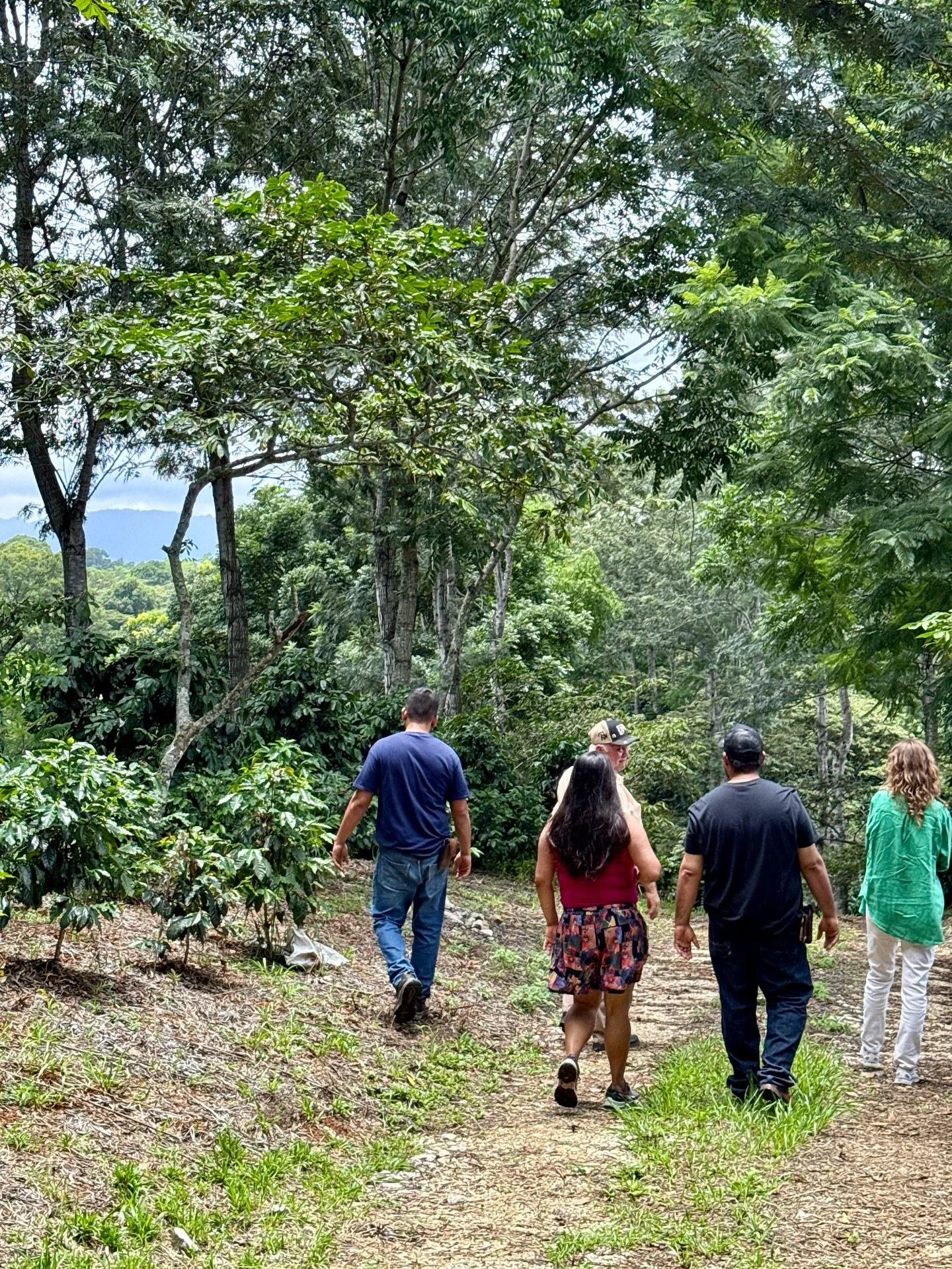 I&rsquo;ve just returned from a journey through Veracruz, Mexico. There were so many reasons I felt called to this stunning and complex coffee region. 

&bull; to visit a decaffeination plant and see the process firsthand 
&bull; to begin building re