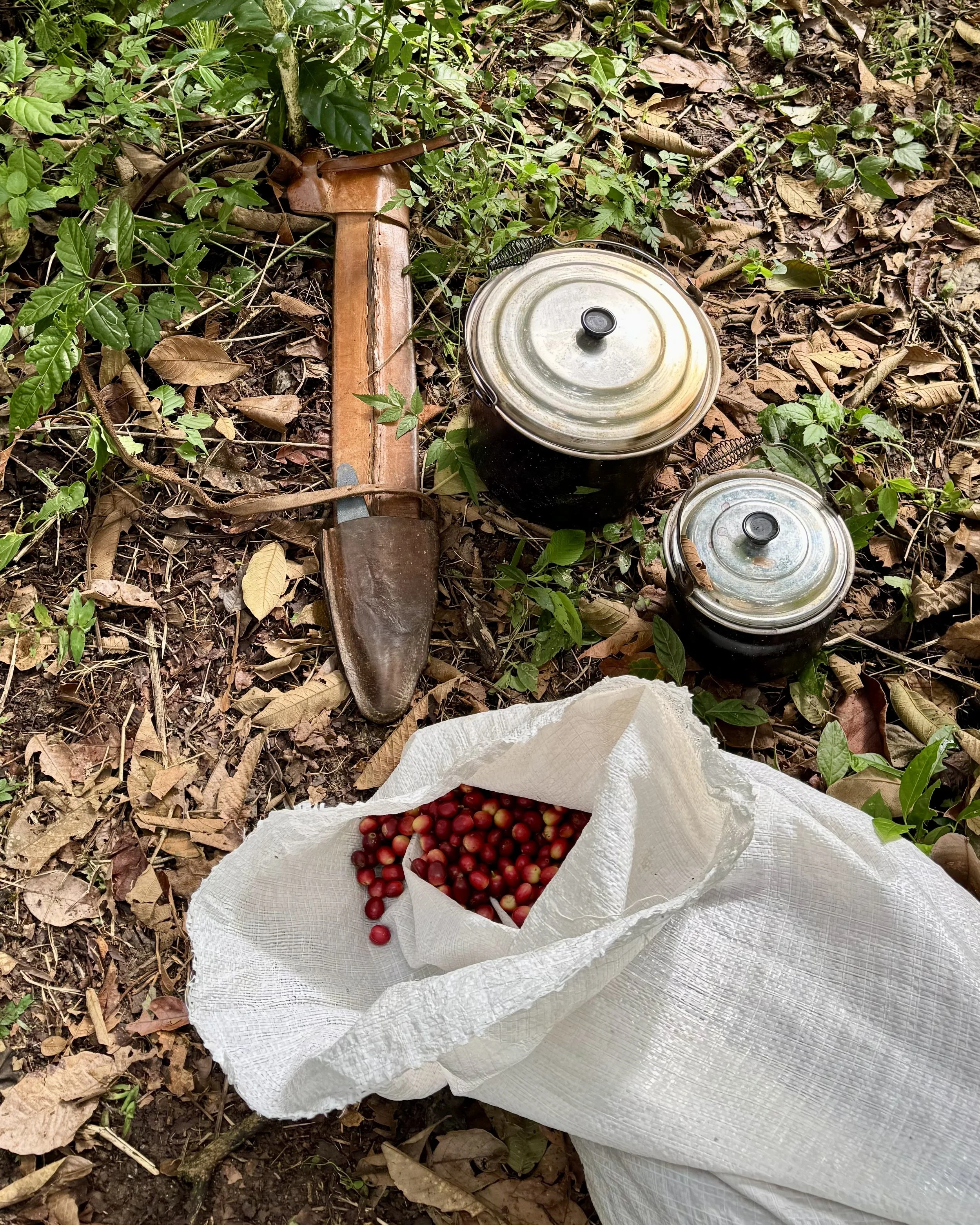 Understanding Cost of Production for Smallholder Coffee Farmers