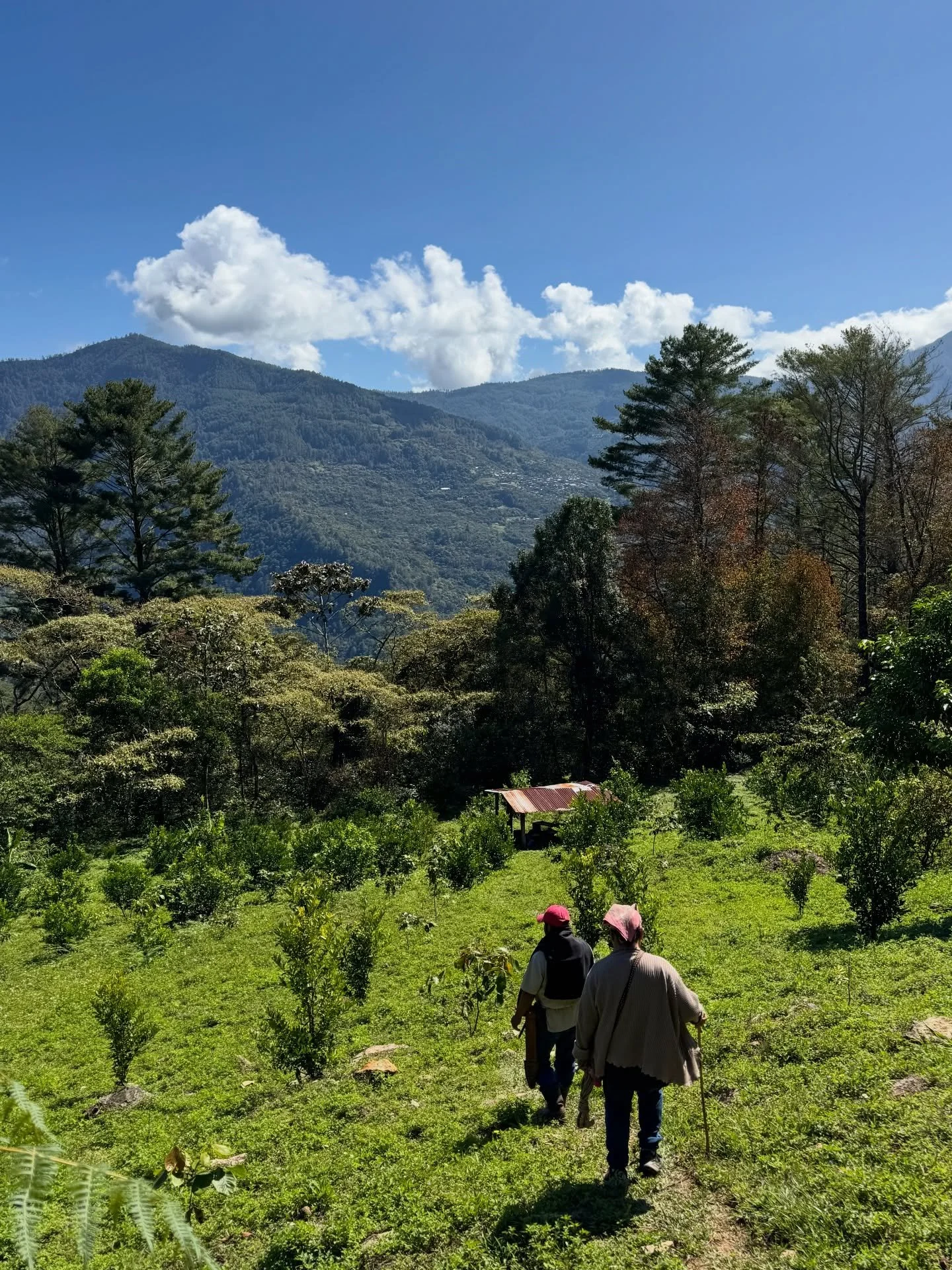 Our third harvest with Rebeca and Felipe has officially started. 

We&rsquo;re super excited about this one. They&rsquo;re much more confident in their processing this year, and we have some new ideas to try. 

Gracias Pachamama, Gracias Pueblo.