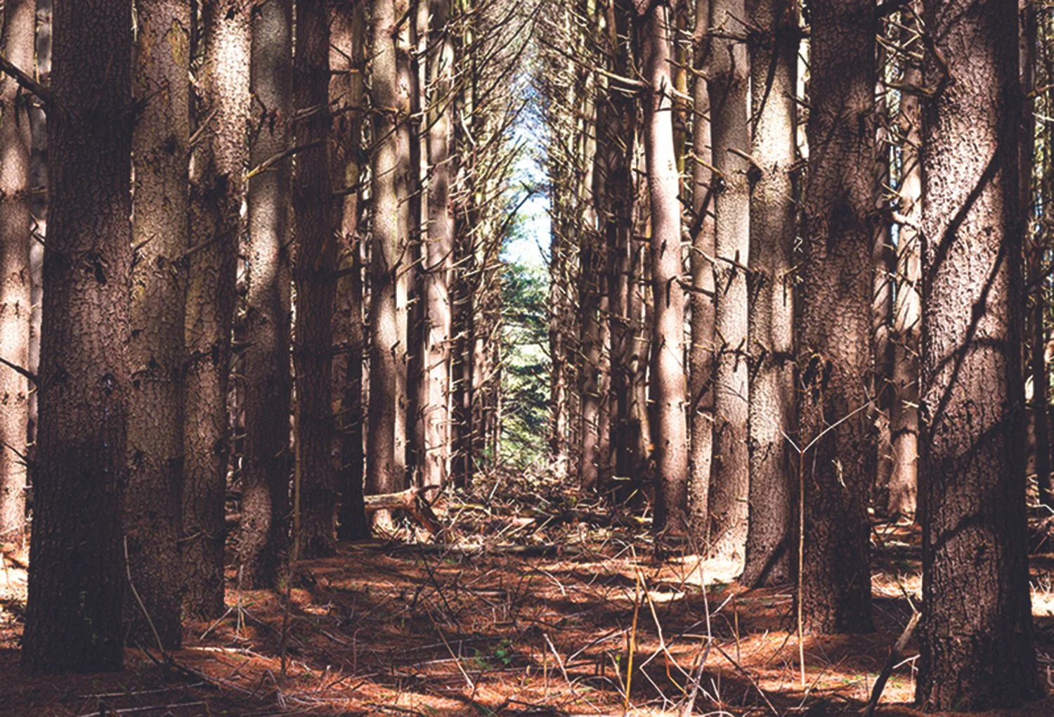Forestcopy.jpg