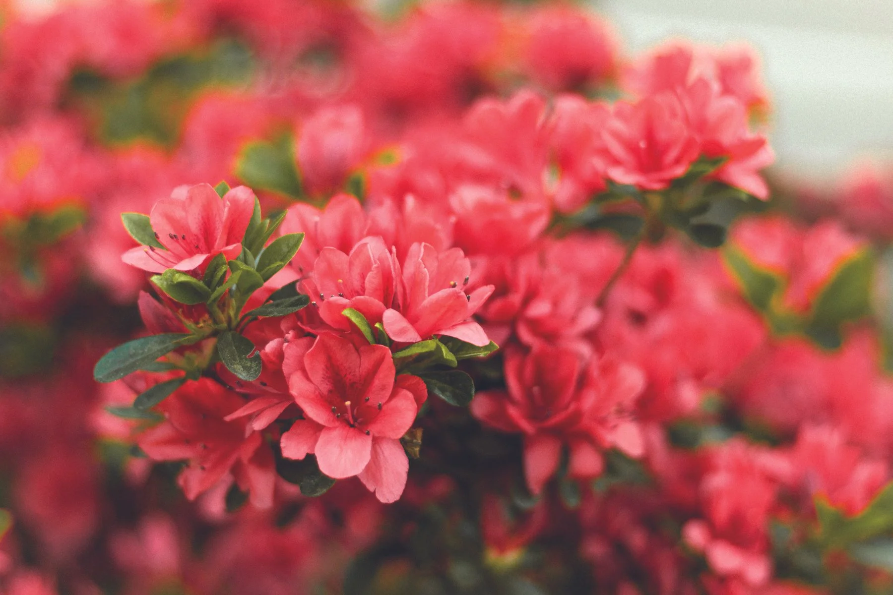 Rose-1.jpg